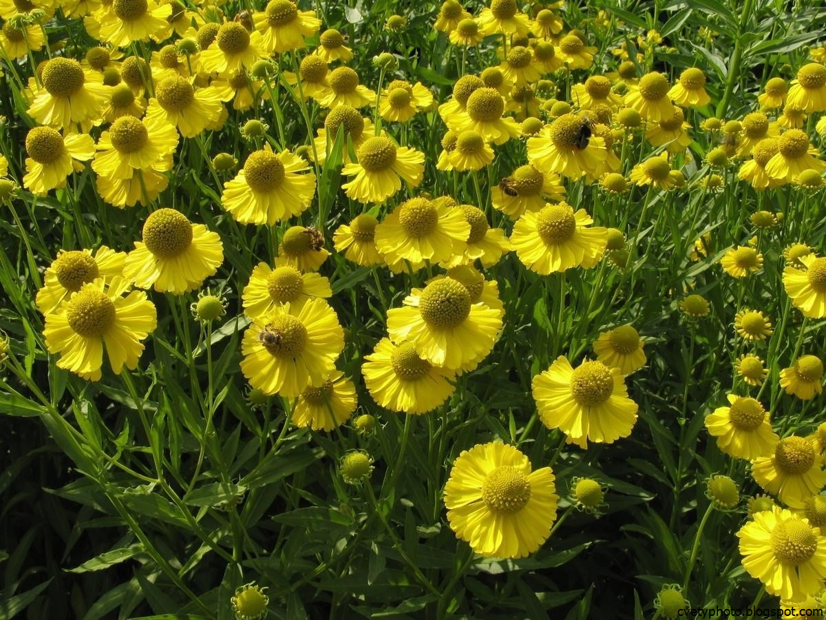 Многолетние цветы фото с названиями желтого цвета