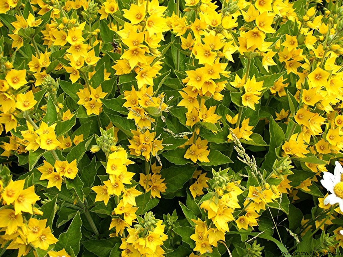 Желтые цветы многолетники фото и названия. Вербейник Лизимахия. Вербейник punctata. Вербейник точечный (Лизимахия). Вербейник точечный желтый.