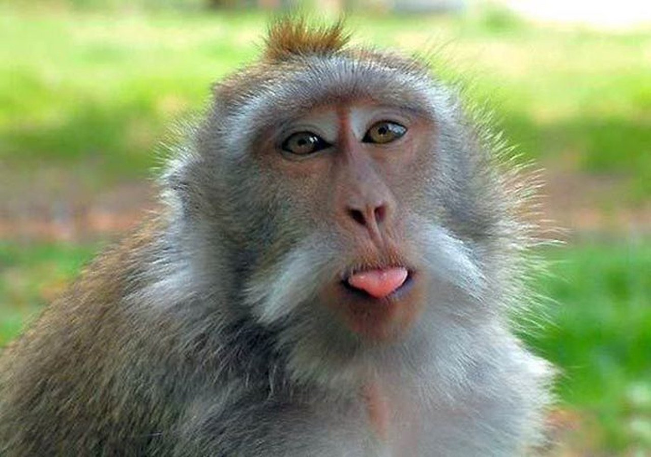 Фото обязаны. Обезьяна. Обезьянка с языком. Смешные обезьяны. Обьясзяна показывает язык.