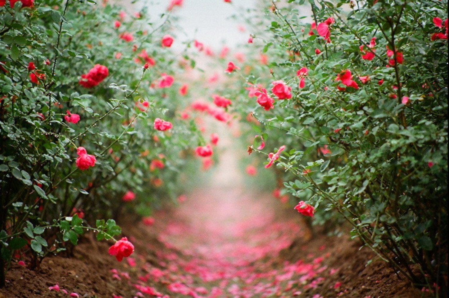 Твой сад розы. Розы в саду. Кусты роз в саду. Розовый куст. Розовые кусты в саду.