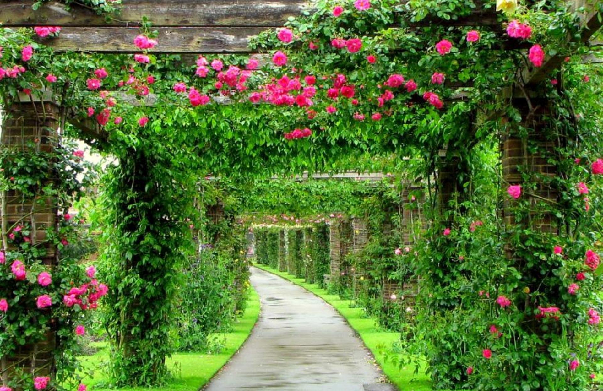 Красивые цветы на стены. Плетистые розы Берсо. Королевский сад в Англии Берсо. Пергола Берсо. Пергола Королевский сад.