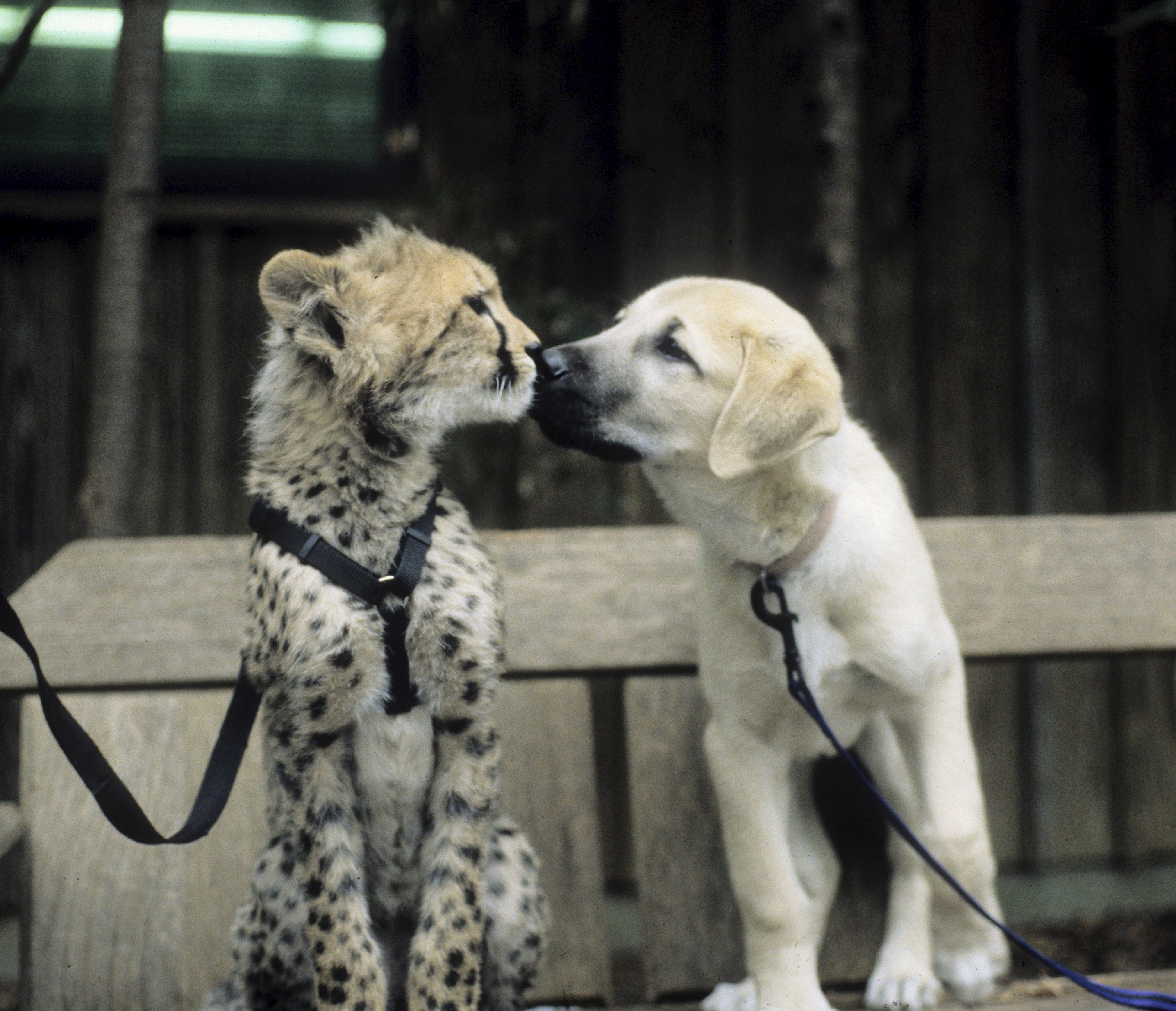 My animal friends. Кангал и гепард. Дружба животные. Необычная Дружба животных. Дружба гепарда и собаки.