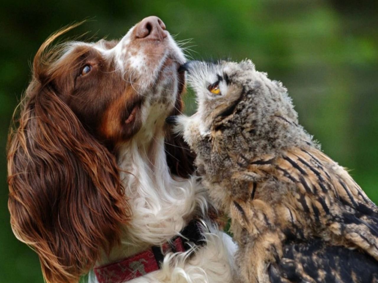 Animal couple. Животные дружат. Трогательные животные. Дружба животных. Дружба животных разных видов.