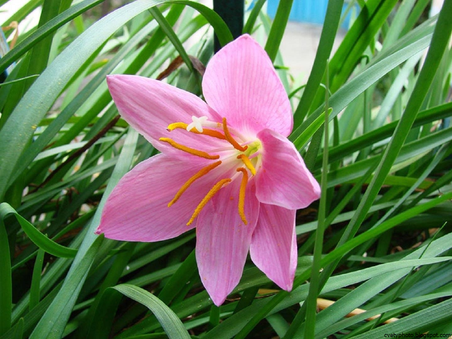 Название цветка нарцисс. Зефирантес выскочка. Зефирантес грандифлора. Зефирантес розовый. Grandiflora зефирантес.