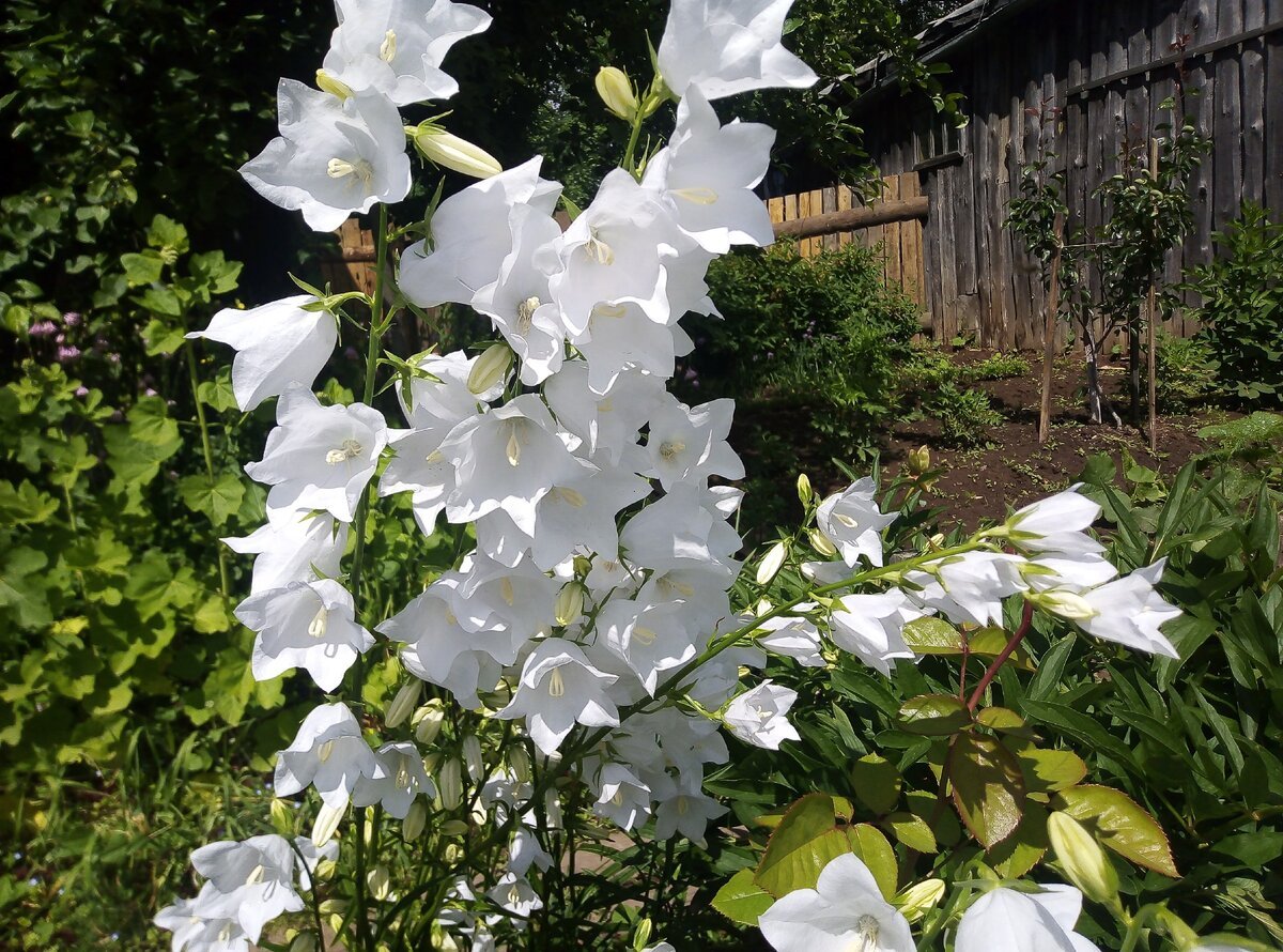 Колокольчик садовый белый многолетний фото