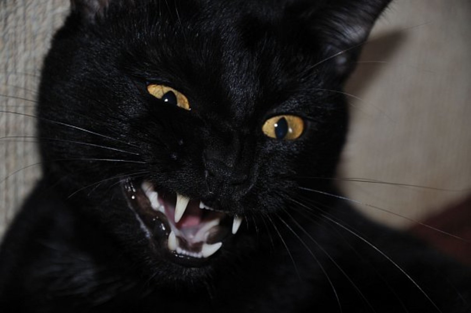 Эти легкие похожи на мой черный. Черная кошка. Черный кот смеется. Черный кот с высунутым языком. Черный кот с клыками.