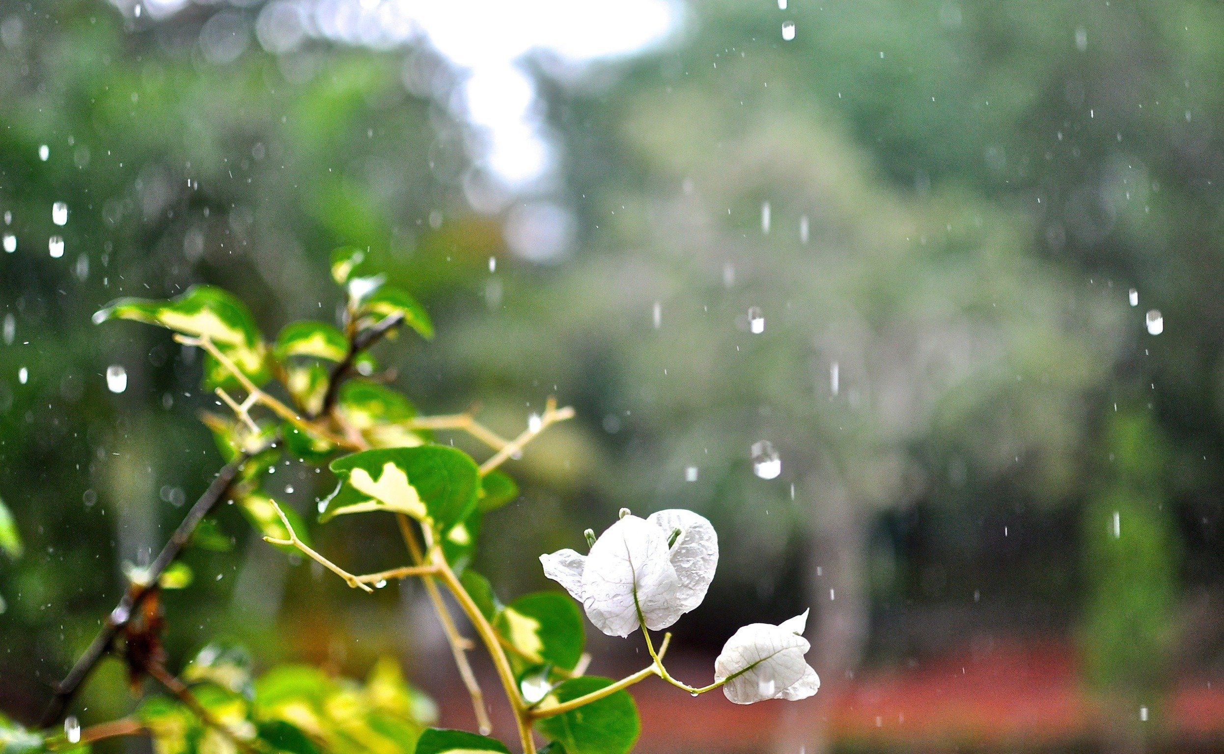Весенний дождь в саду