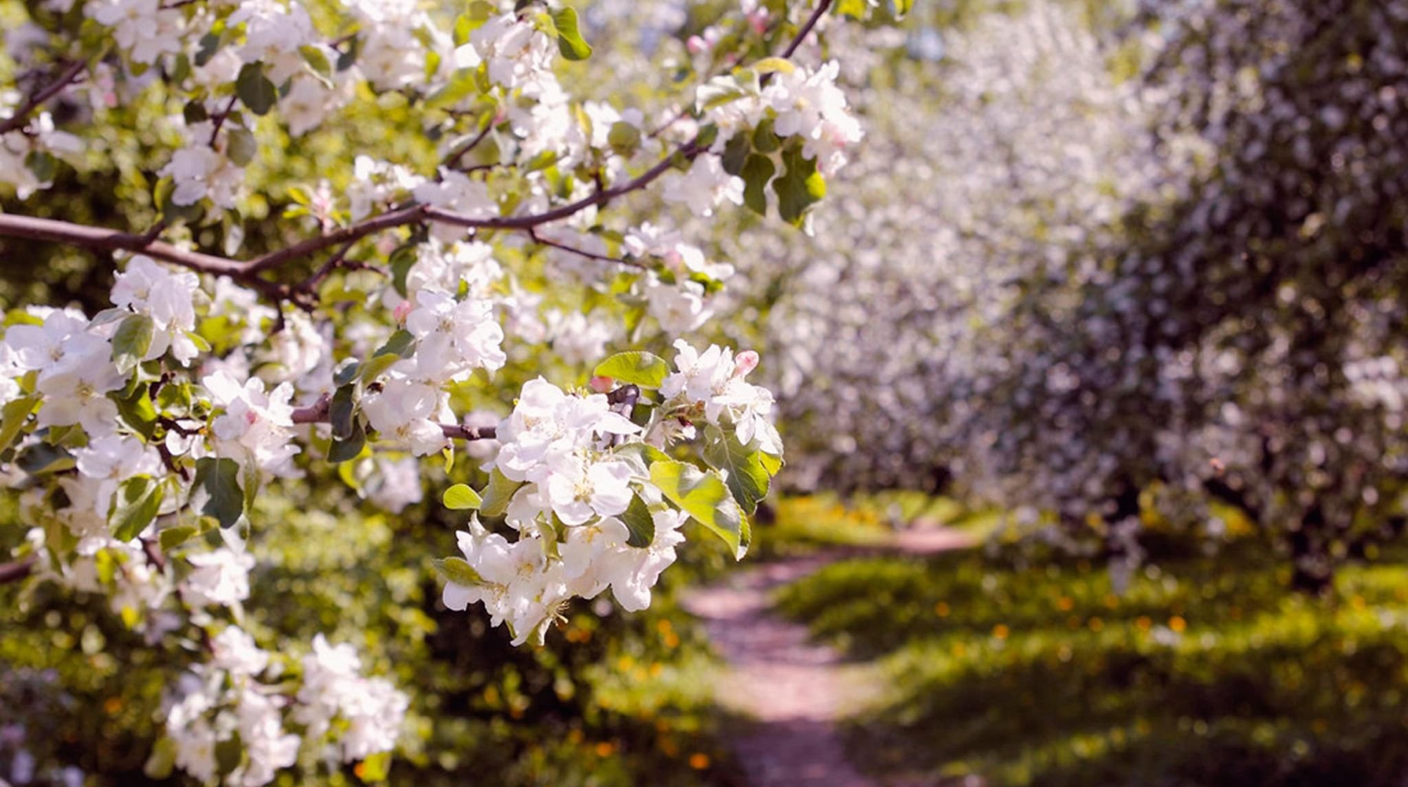 Яблоневый сад цветение
