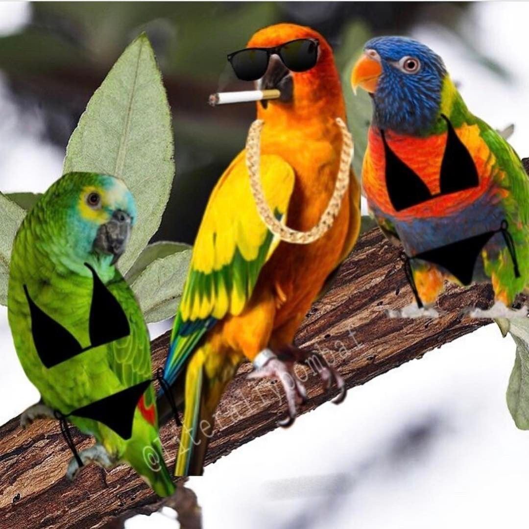Жили были попугаи. Красноголовый Африканский попугай. Попугай жако. Хохлатый волнистый попугай. Неотропические попугаи.