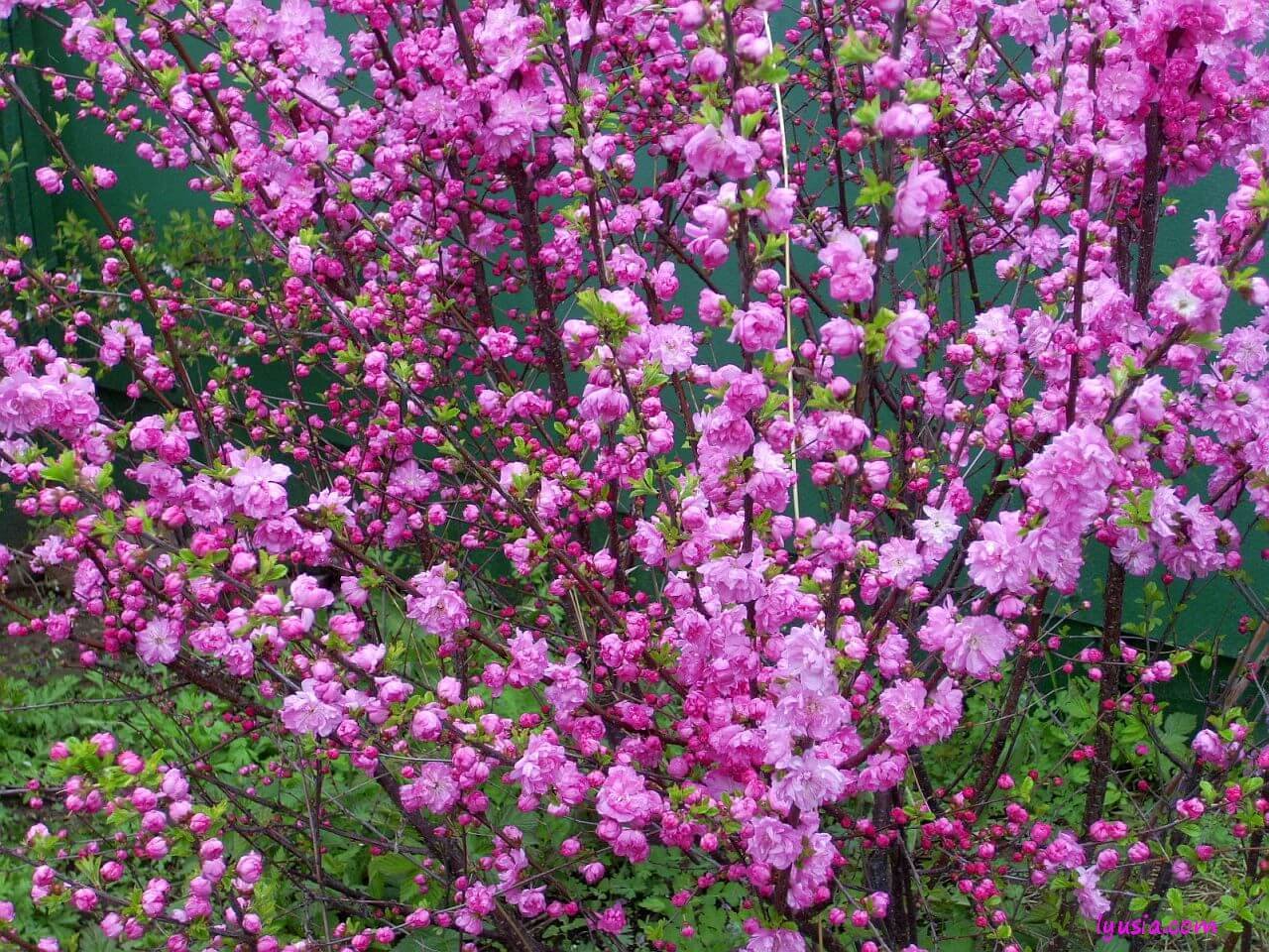 Розовые цветущие кустарники весной. Миндаль трехлопастный луизеания. Сакура (миндаль трехлопастной). Сакура луизеания. Миндаль декоративный трехлопастной.
