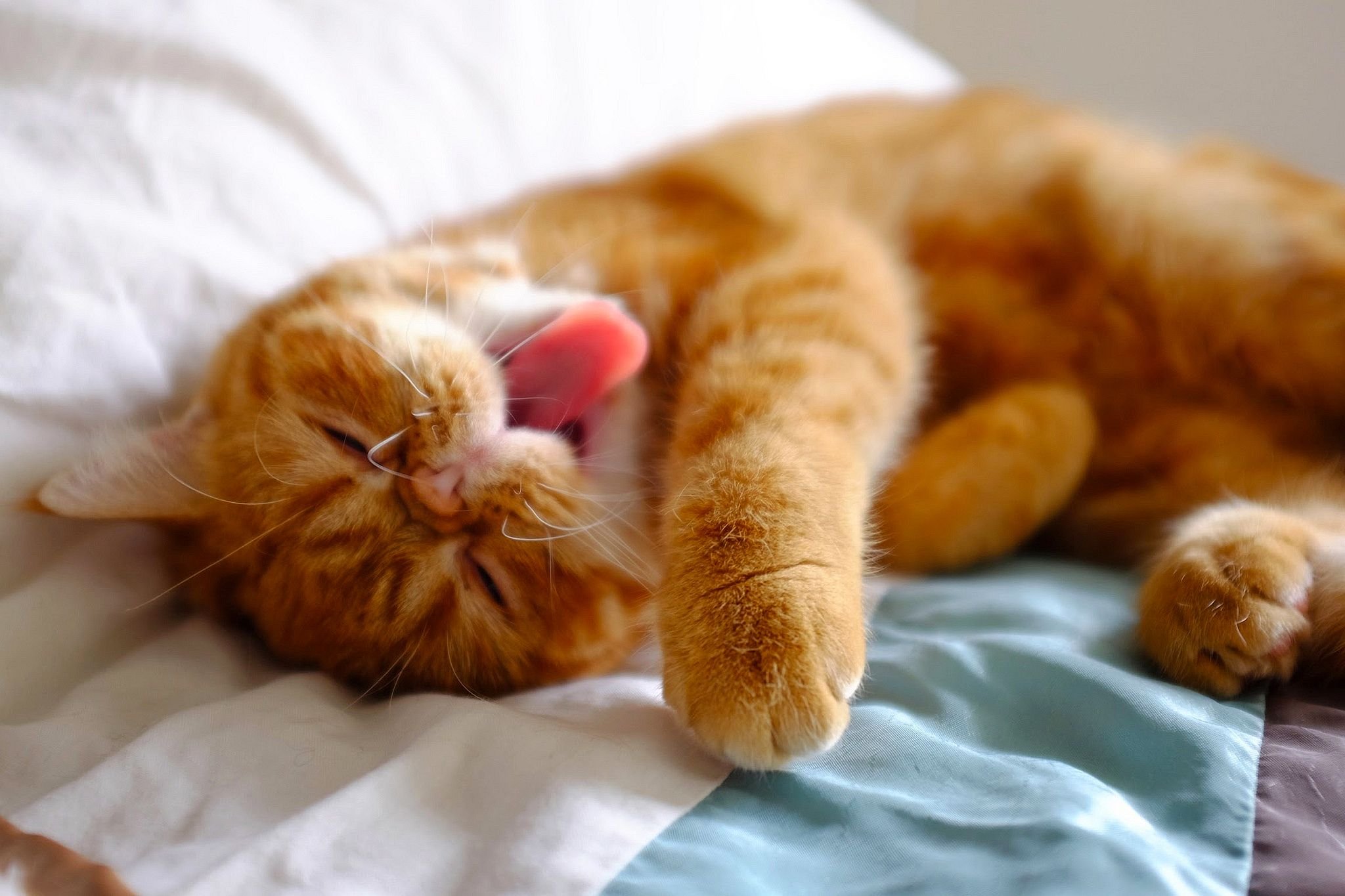 Котенок в постели. Спящий кот. Рыжий котик. Спящие кошки.