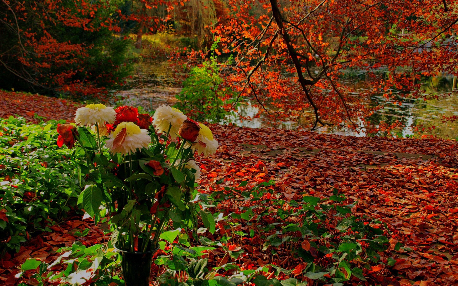 Осенние цветы природа