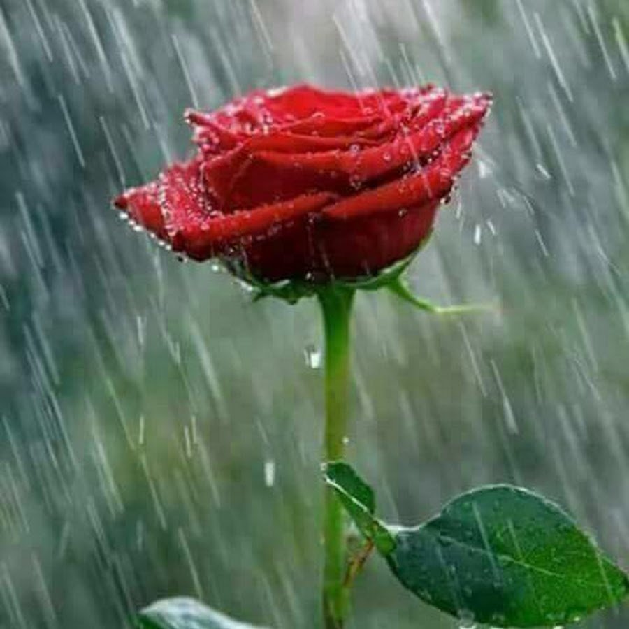 Цветы дождь красный