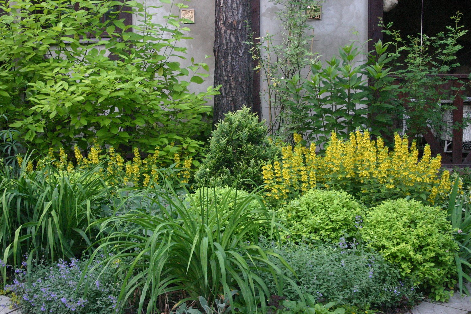 Растения для тенистых мест в саду многолетники фото