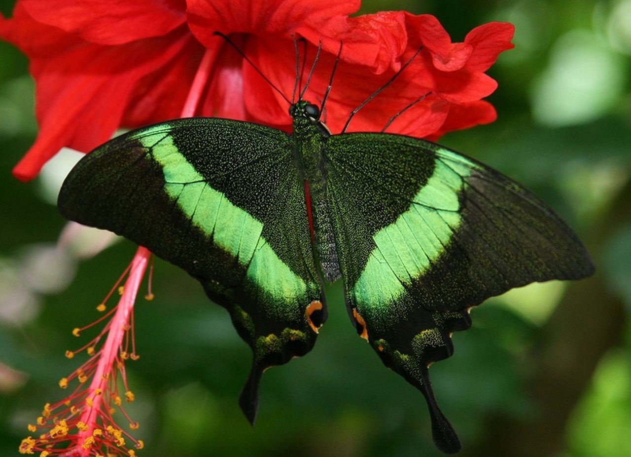 Цветок бабочка зеленый. Papilio Palinurus бабочка. Бабочка парусник Палинур зелёная. Изумрудный Махаон бабочка. Чешуекрылые бабочка Парусний палинум.