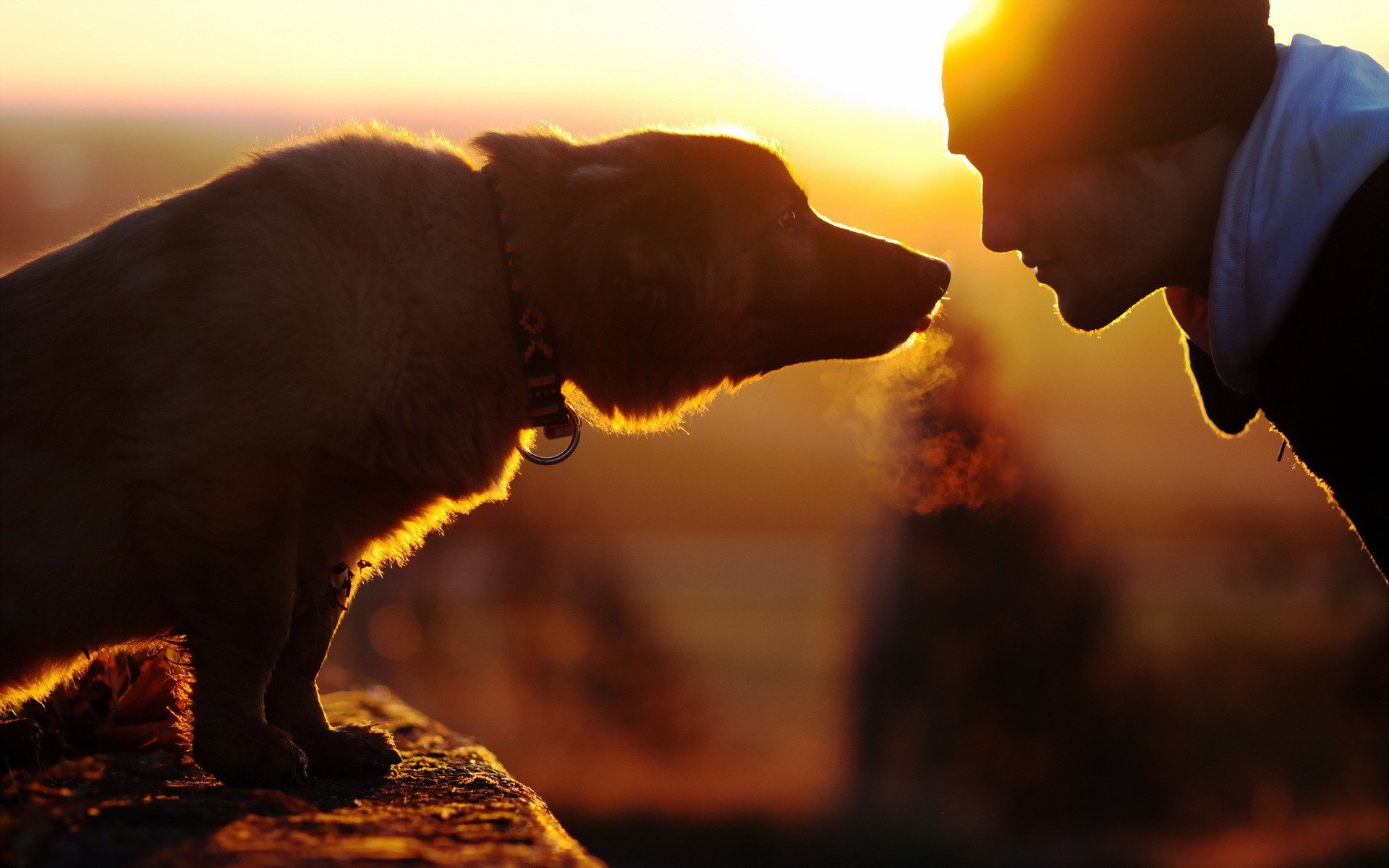 Верность пса. Человек с собакой. Собаки любовь. Собака друг человека. Люди и животные.