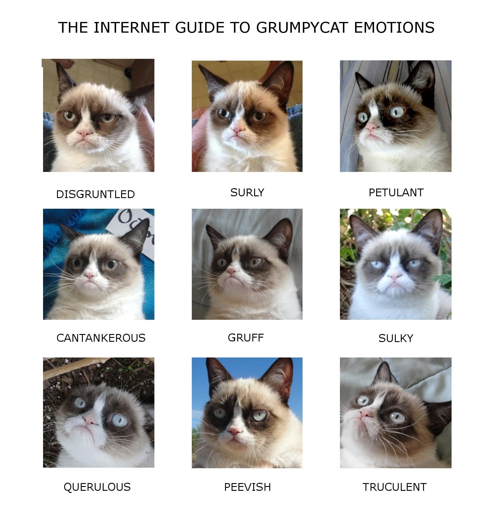 Эмоции мемов. Эмоции кошек. Кот с разными эмоциями. Коты выражение эмоций. Кошачьи эмоции в картинках.