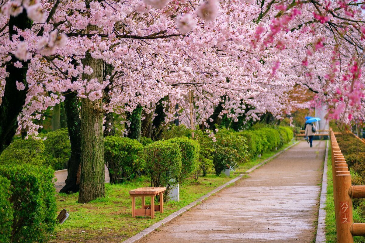 Дерево Сакура в Японии парк