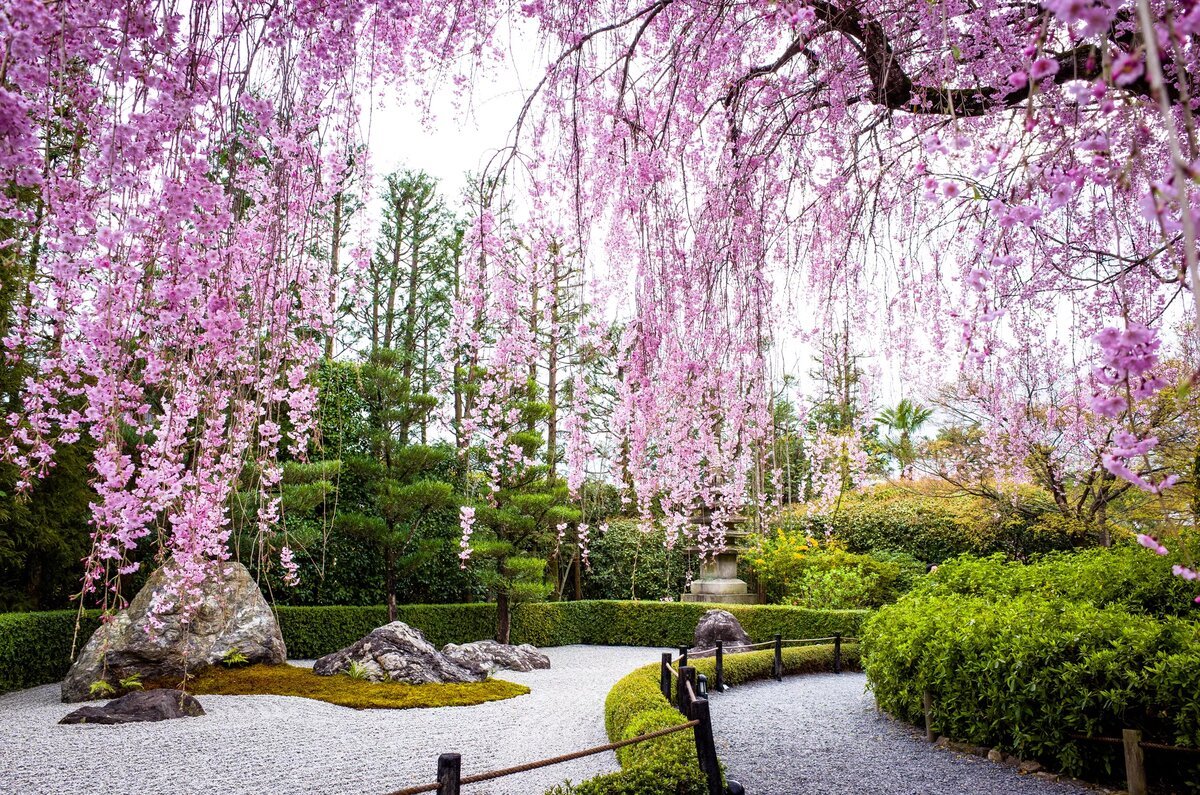 Сад вишни Ботанический сад Киото