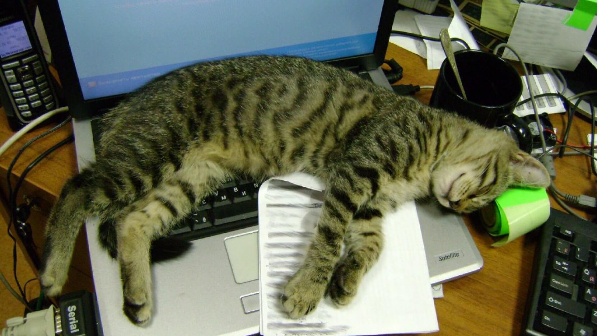 Картинки про работу. После рабочего дня. Приколы про рабочий день. Котик мешает работать. Котик на работе прикол.