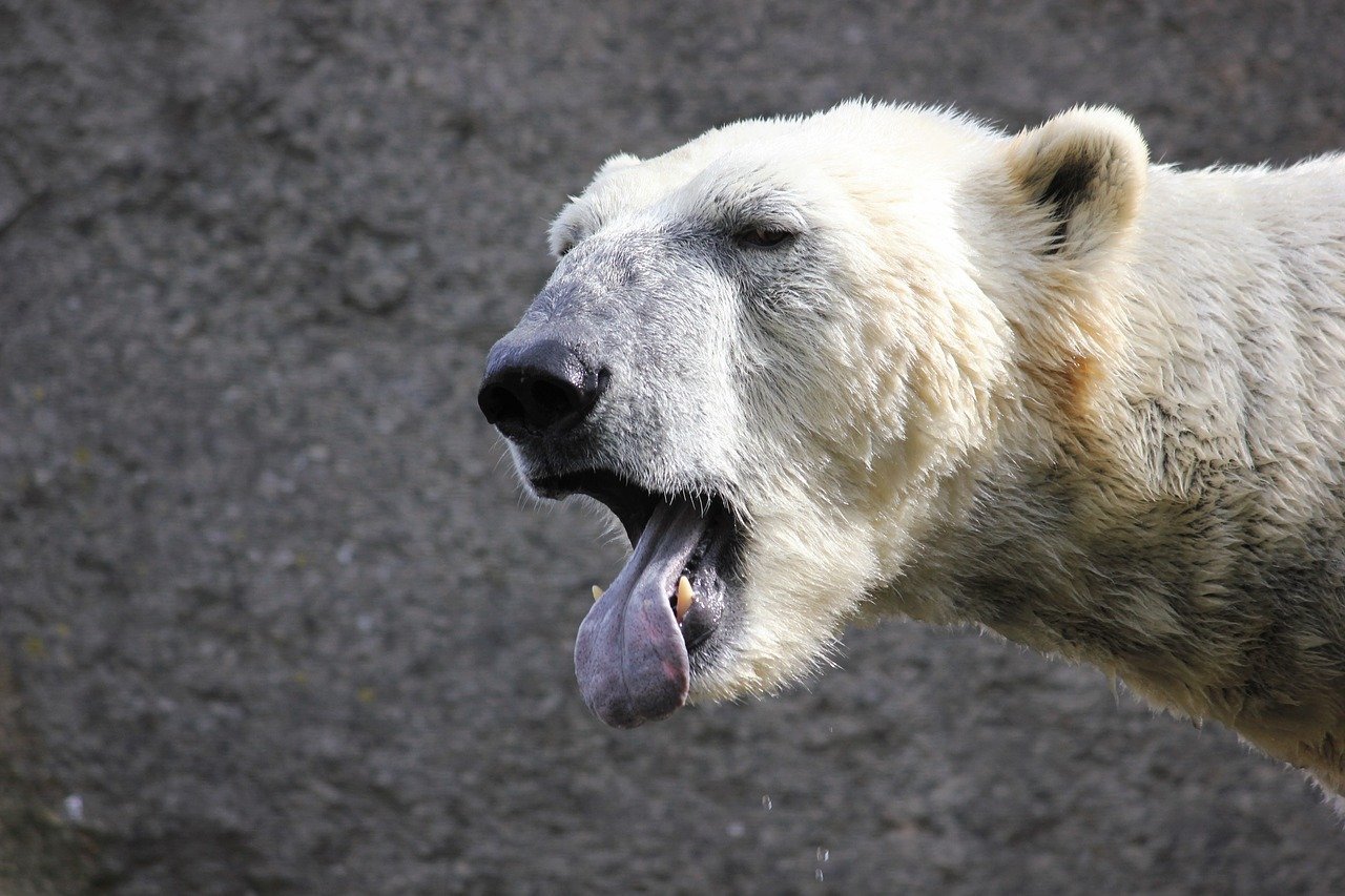 Медведь с высунутым языком