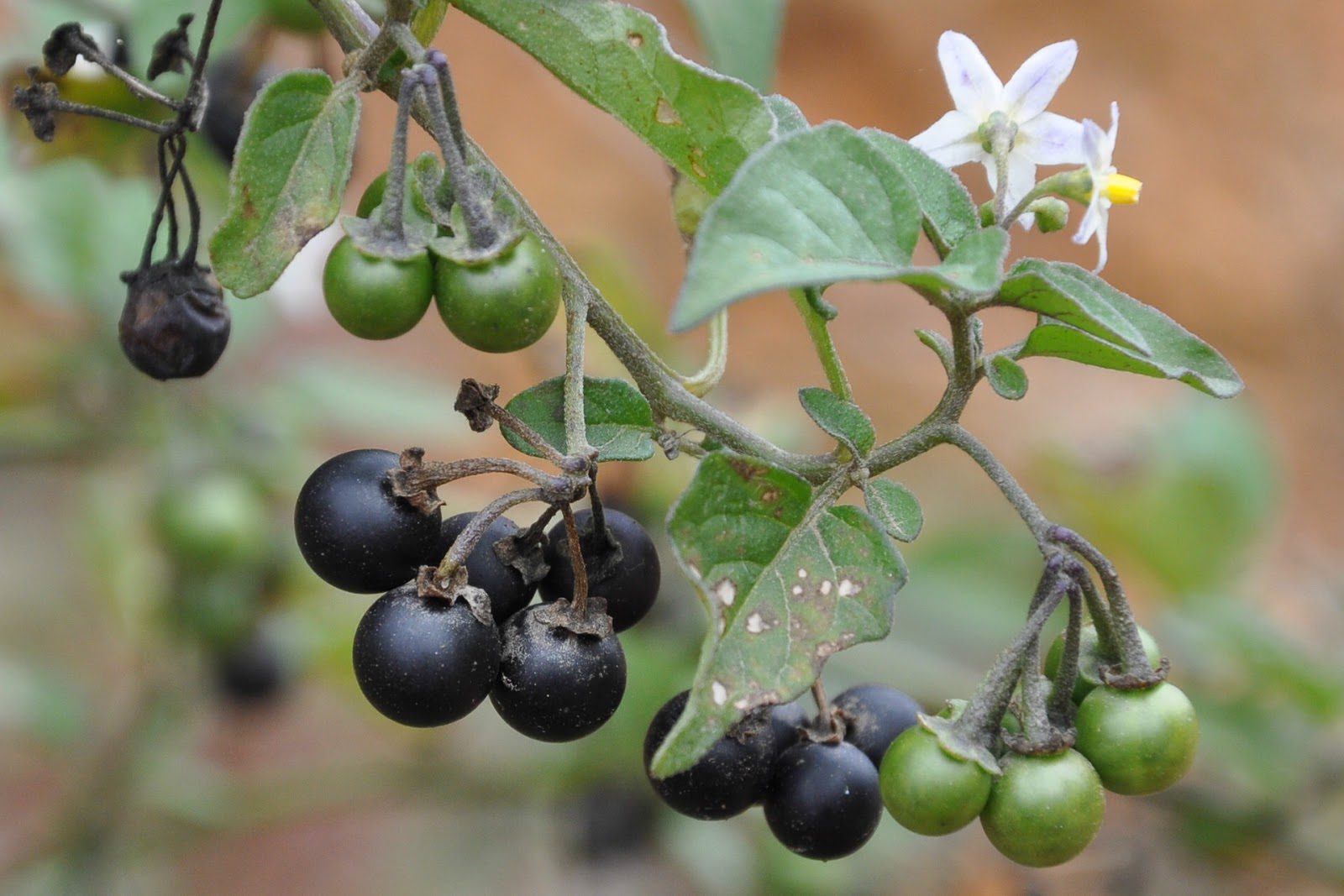 Паслен черный род. Паслен санберри. Санберри ягода. Паслен черный (Solanum nigrum). Паслен Земляничный.
