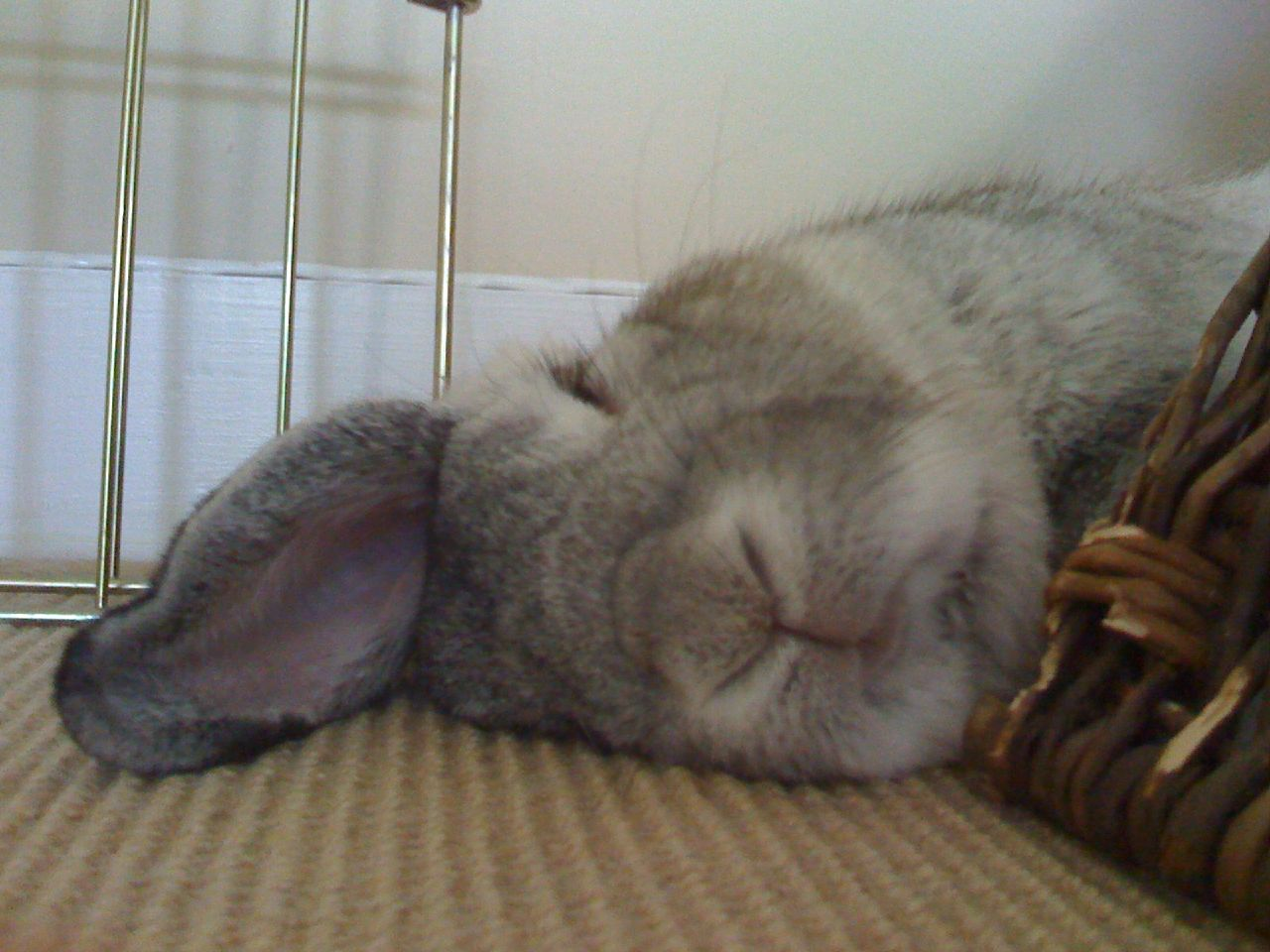 Спящий заяц. Уставший кролик. Спящие кролики.