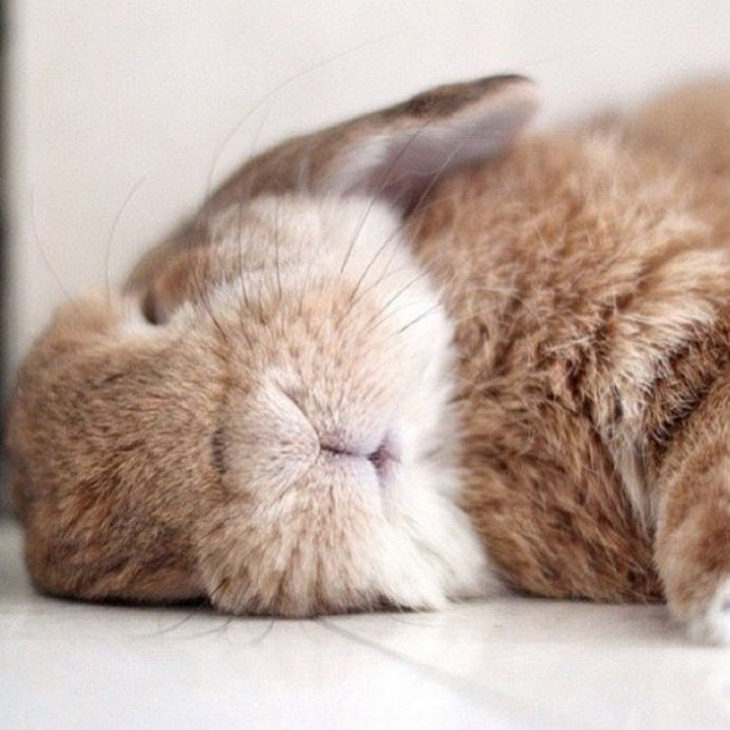 Спящий кролик. Спящий зайчик. Спящие зайчики.