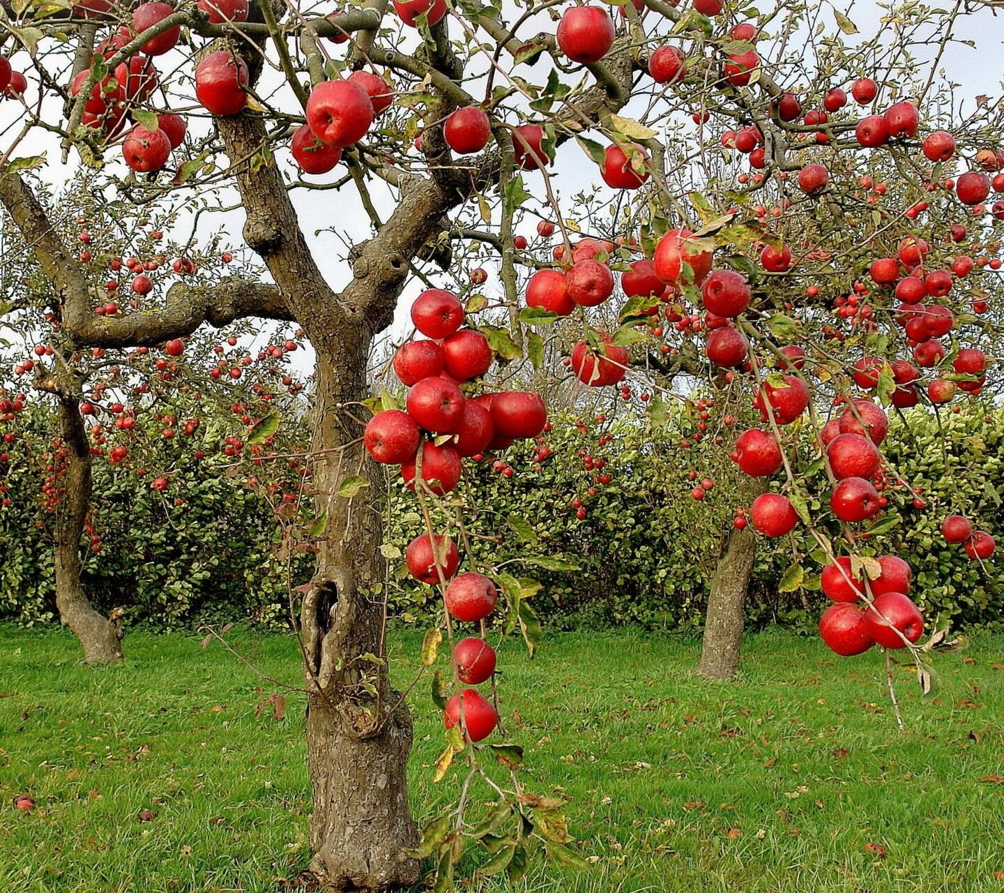 10 плодовых деревьев. Яблоня хубейская. Яблоня Гала дерево. Фруктовый сад. Яблоки на дереве.
