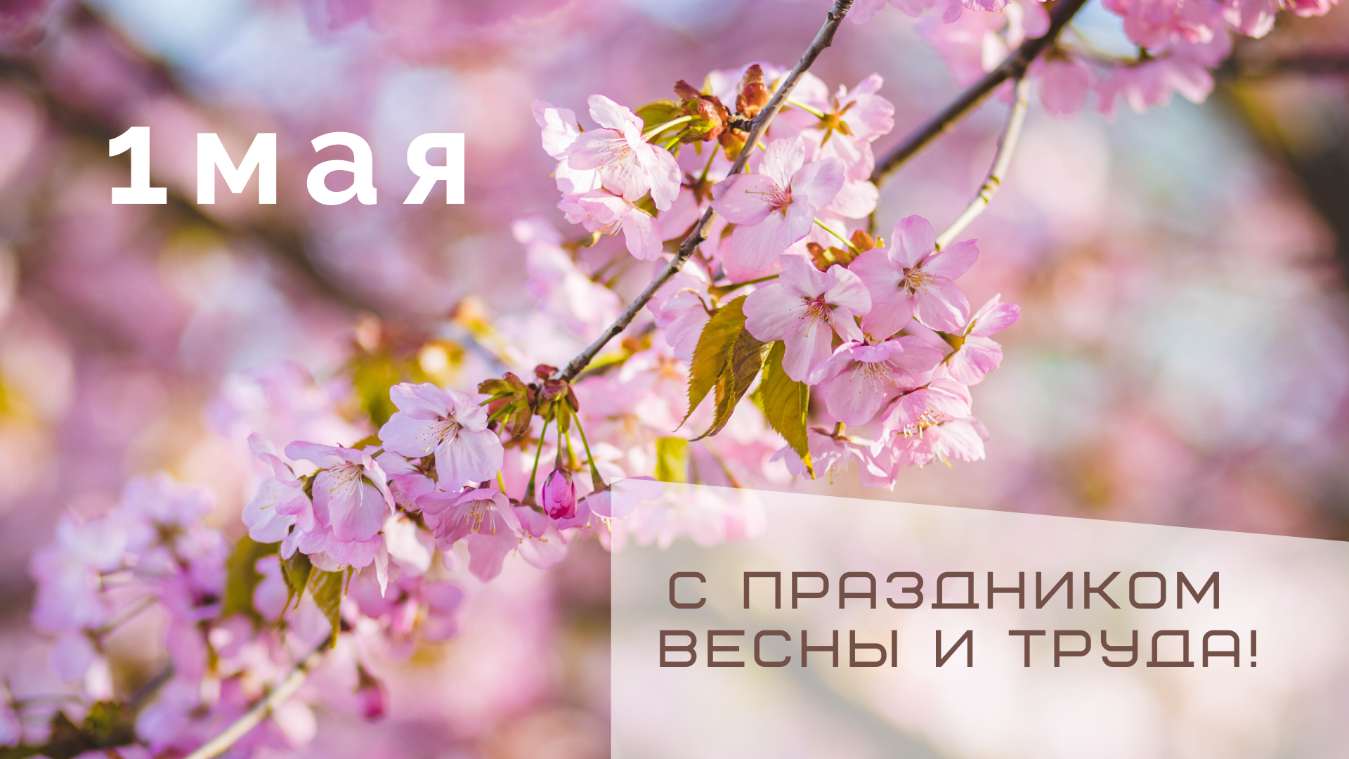 1 мая фон. 1 Мая. 1 Мая праздник. Поздравление с 1 мая. С праздником весны 1 мая.
