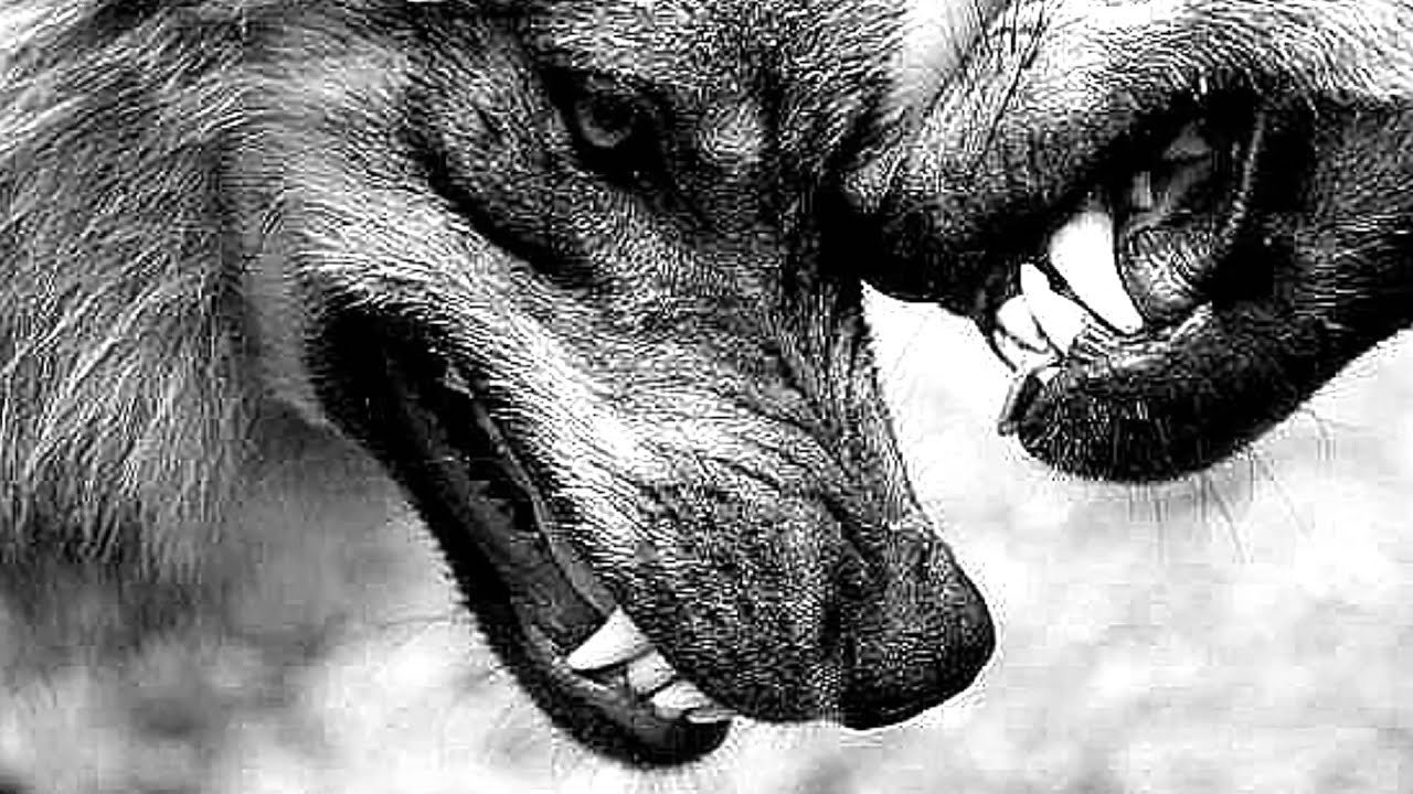 Ненавижу волков. Волки скалятся друг на друга. Волчий оскал. Волк рычит.