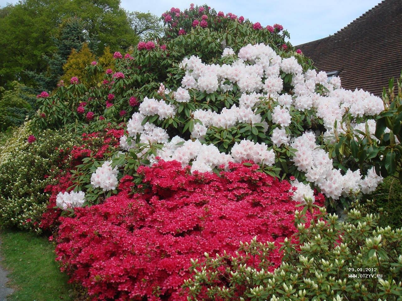 Красивые кустарники цветущие фото названия. Рододендрон спирея.