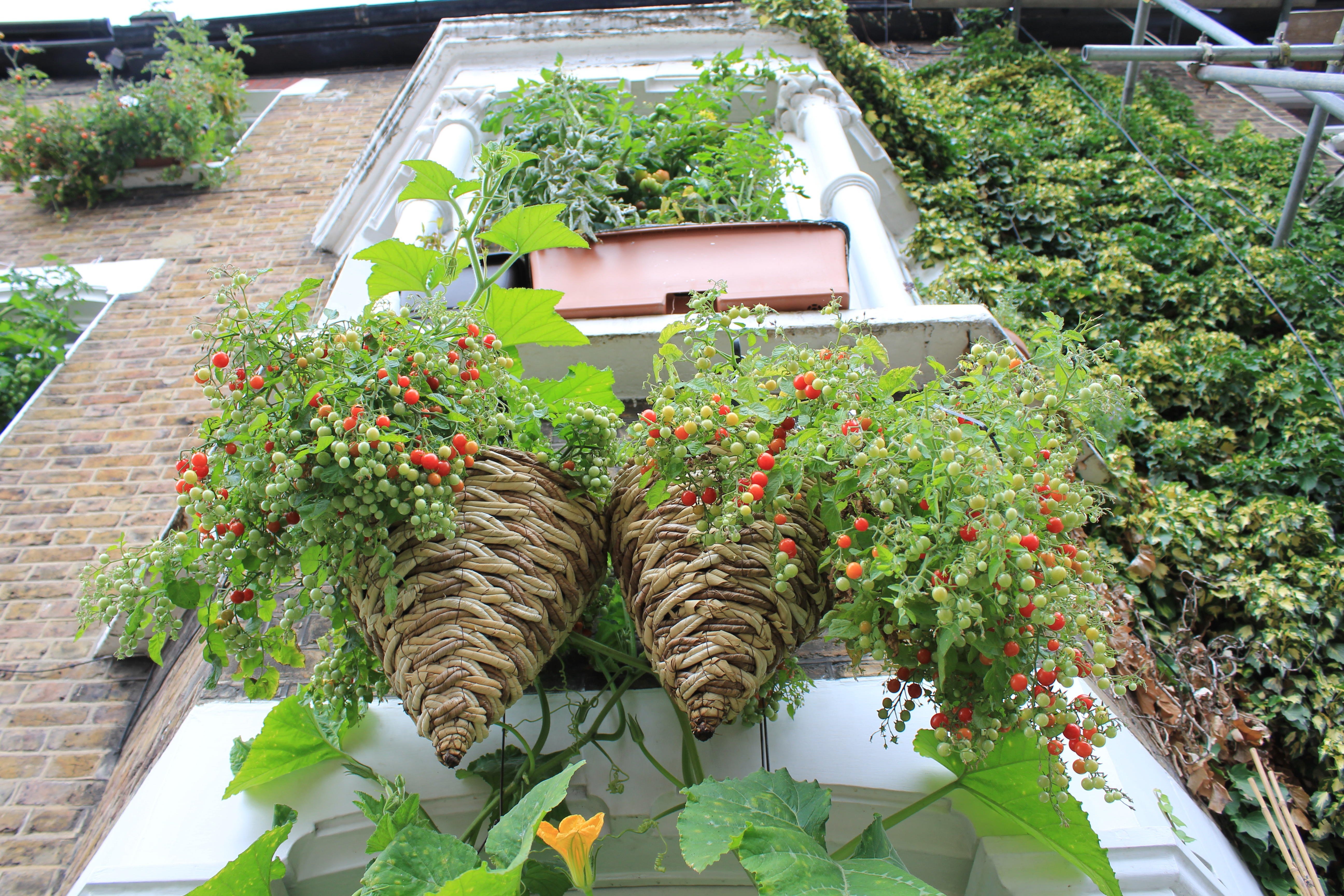 Что можно посадить на балконе. Огород на лоджии. Овощи на балконе. Грядки на балконе. Красивый огород на балконе.