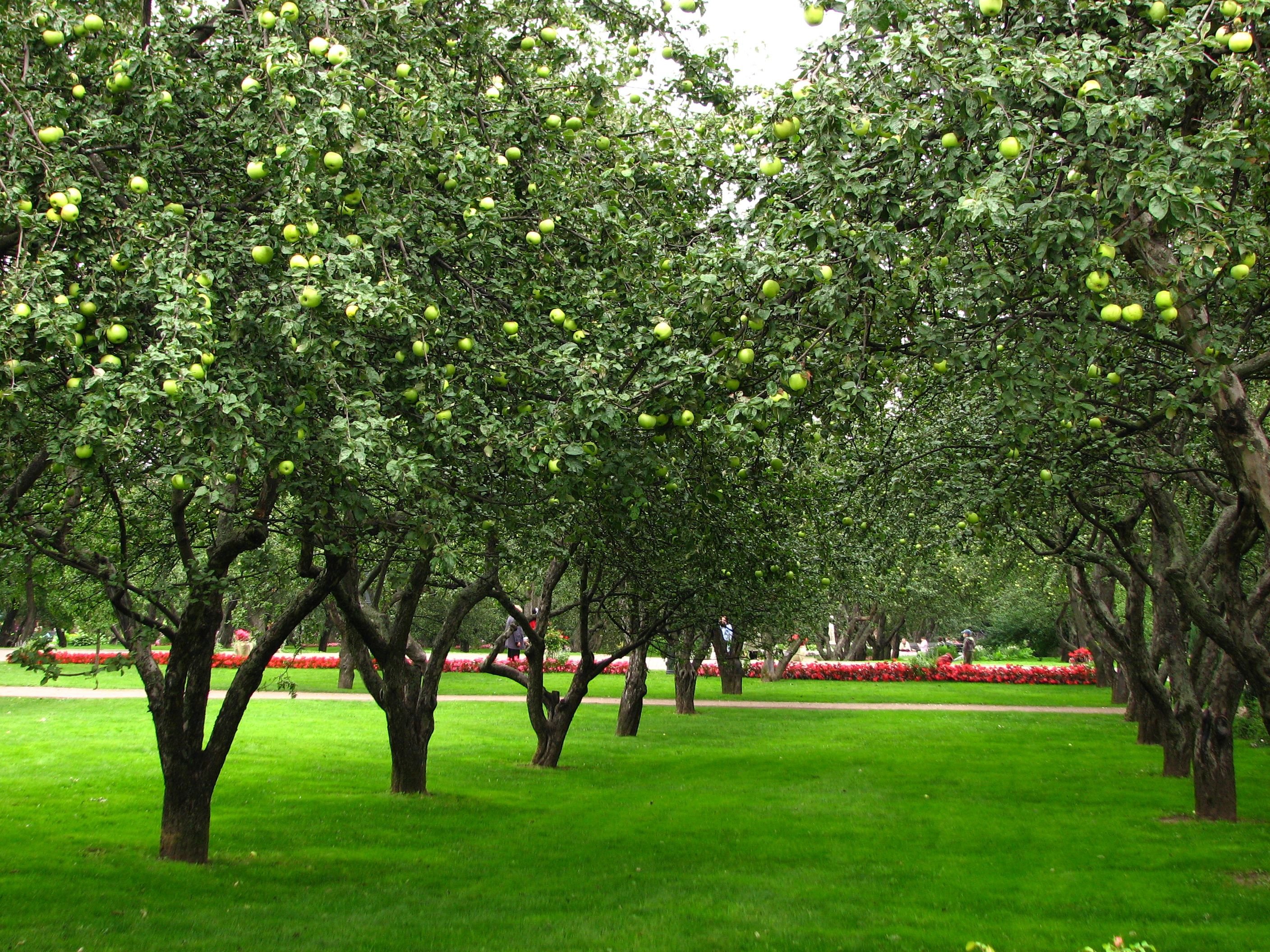 Яблоневый сад Коньково