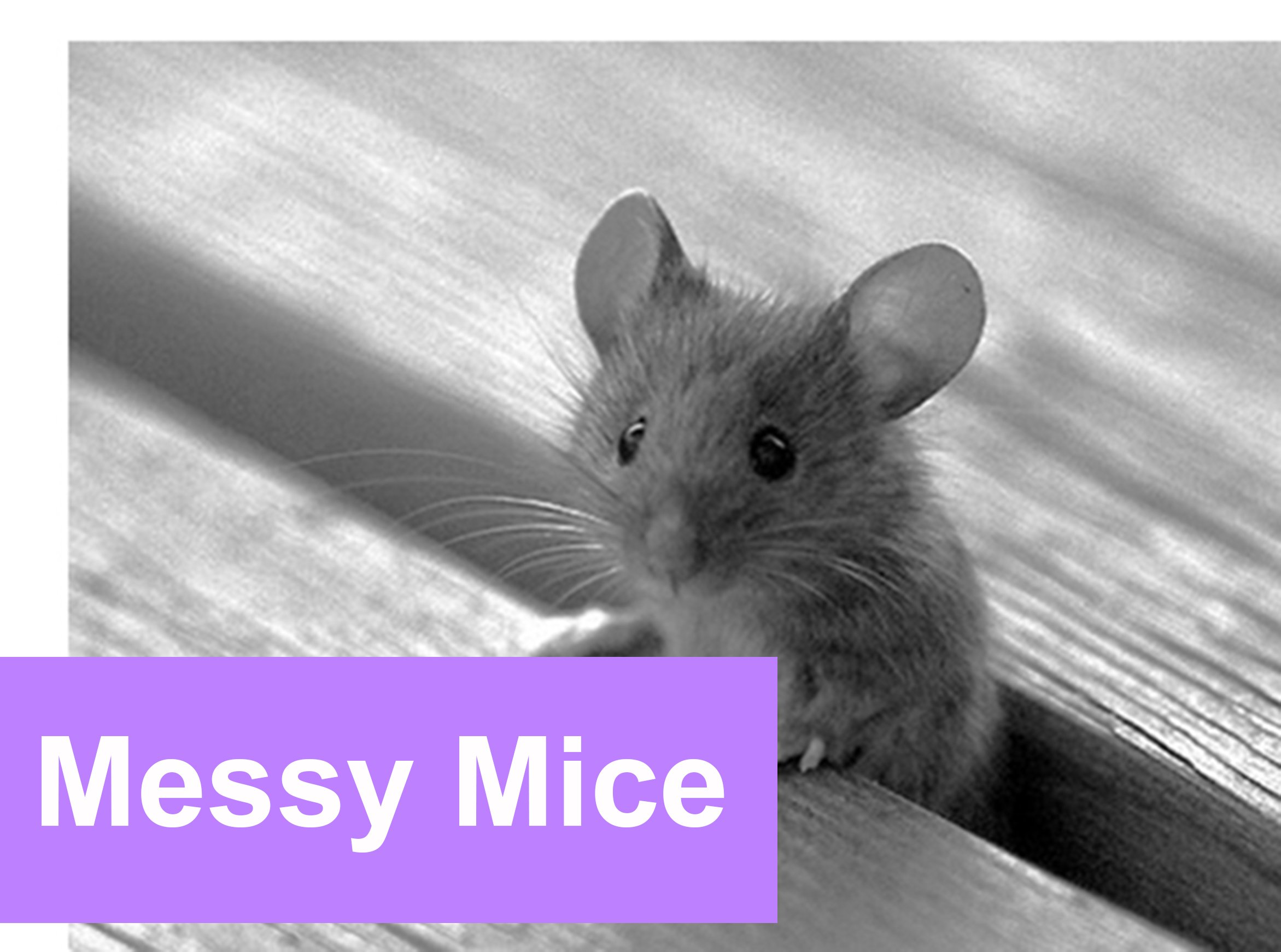 Чисто мышь. Серая мышь. Мышка серая. Мышь животное. Мышонок.