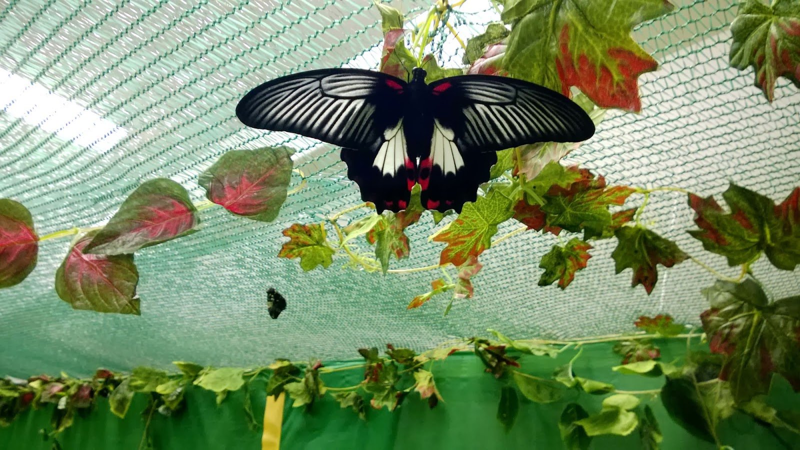 Выставка бабочек и пауков тула рио. Сад живых тропических бабочек Подольск. Парк тропических бабочек в Новосибирске. Выставка тропических бабочек. Выставка живых бабочек.