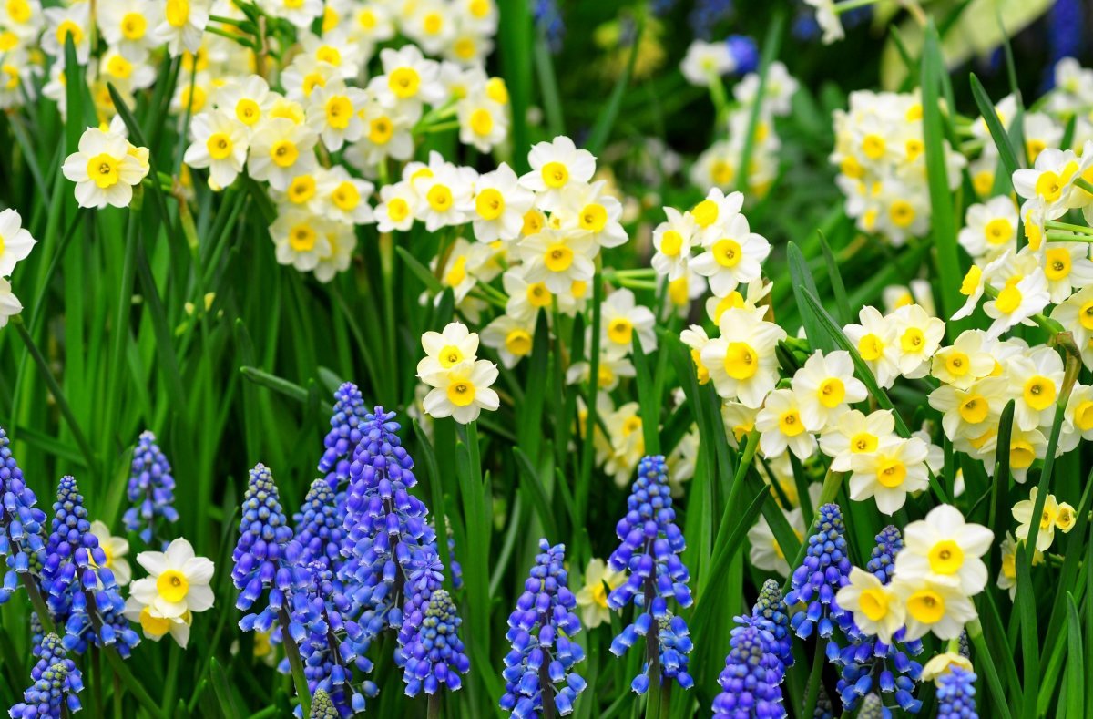 Фото весенних цветов в саду. Тюльпаны нарциссы мускари. Крокусы нарциссы гиацинты примула. Гиацинт, мускари, Нарцисс. Мускари Крокус тюльпан гиацинт.
