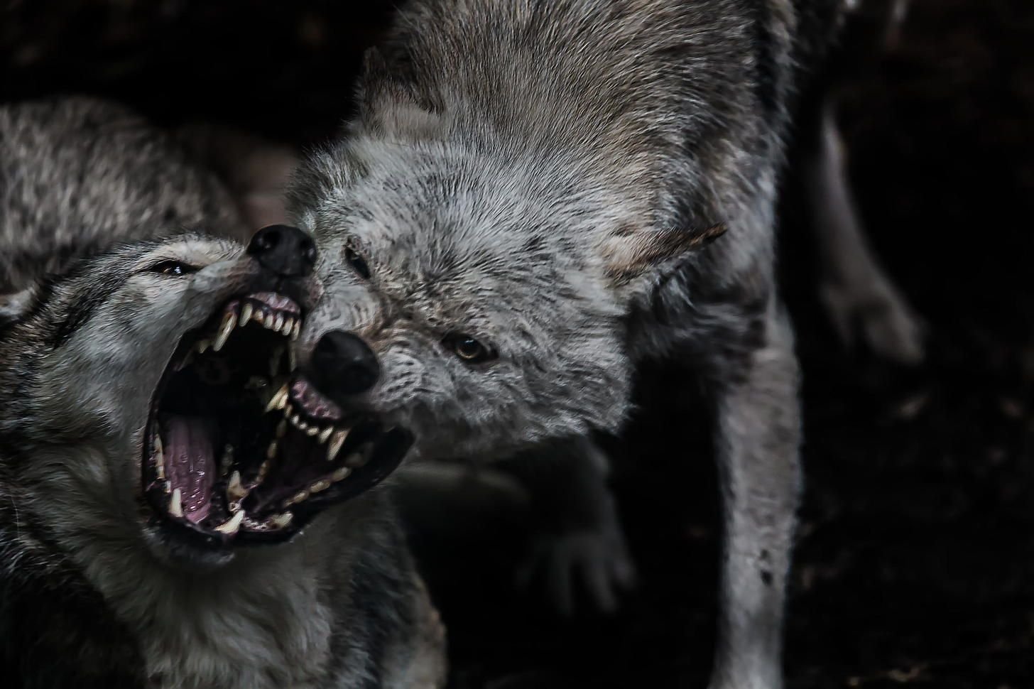фото зверя волка