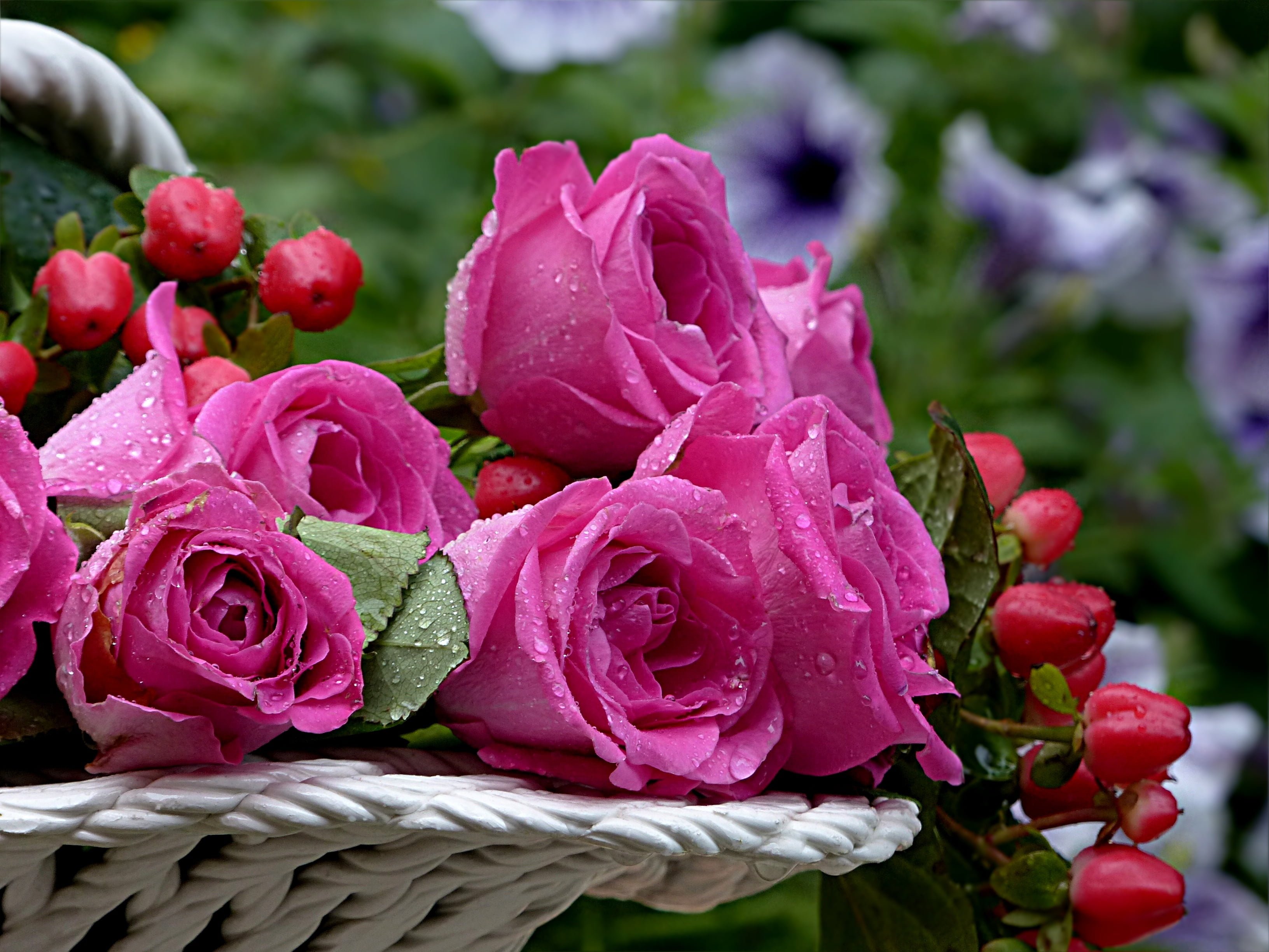 С добрым утром розы красивые с пожеланиями. Красивые розы. Чудесные цветы. Шикарные розовые розы. Красивый букет цветов для настроения.