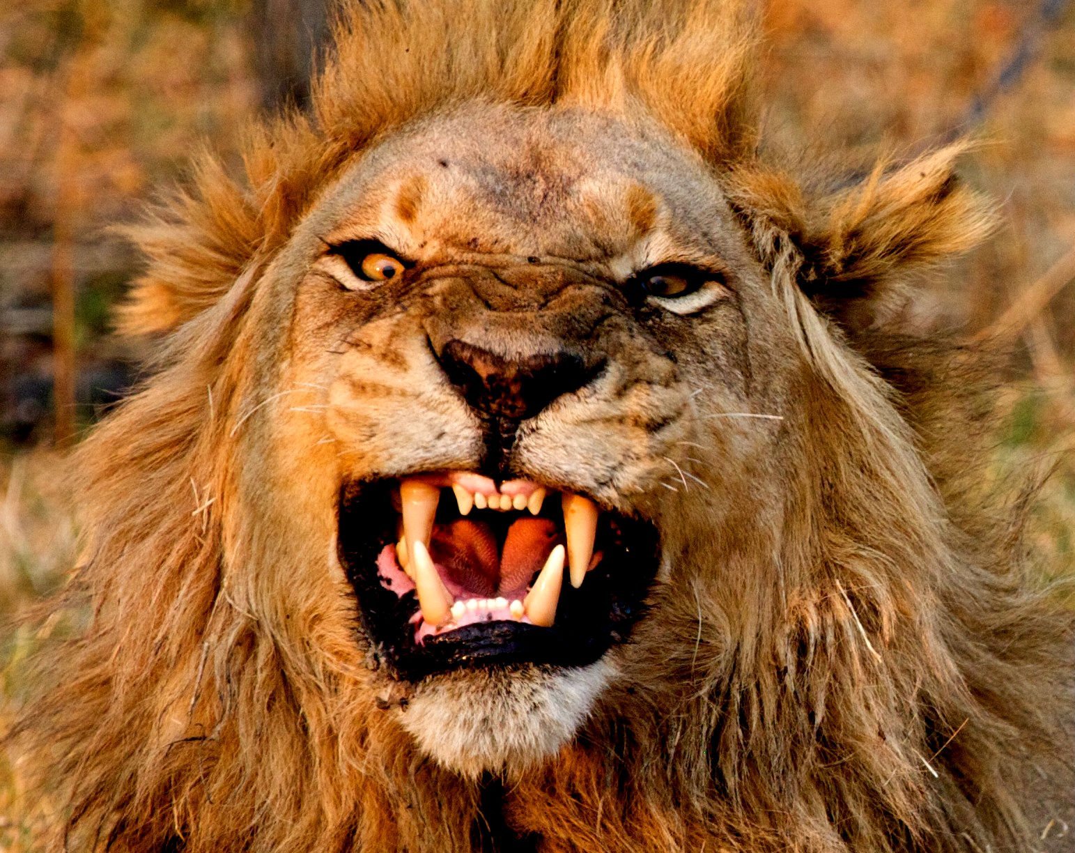 Агрессивный Лев