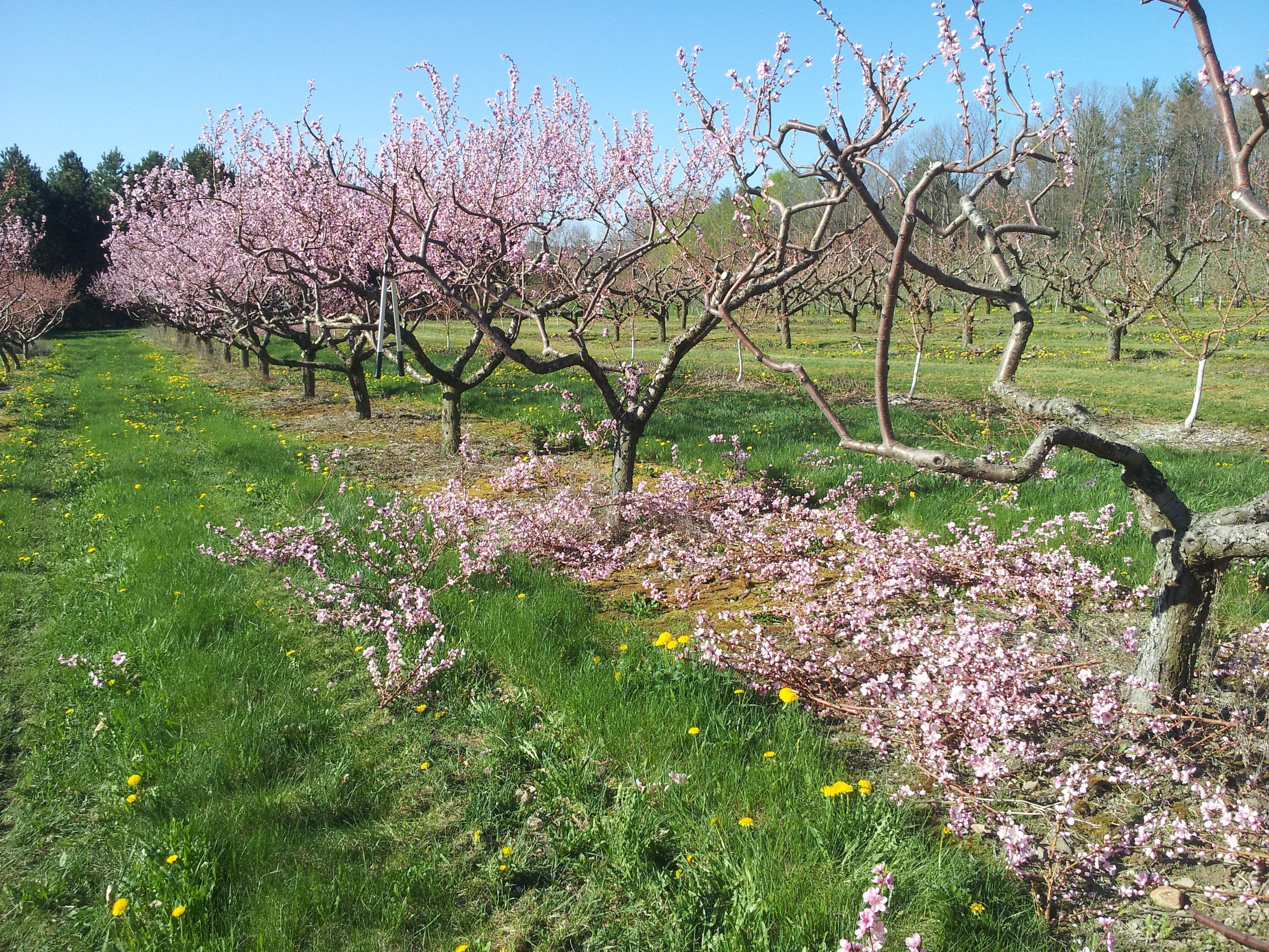 Можно ли обрезать персик. Персиковый сад зимой. Персиковый сад весной. Персиковое дерево. Персик весной.