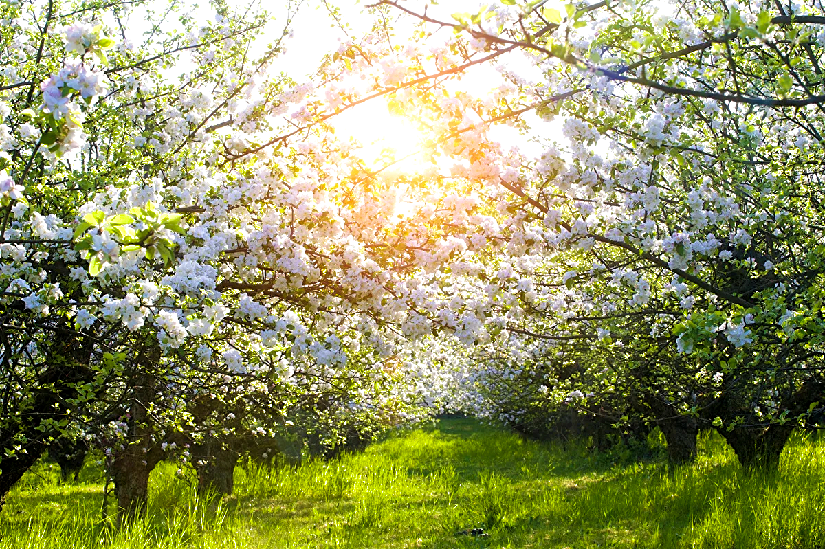 Яблони в цвету весны. Ясная Поляна цветение яблонь. Майский Цветущий Яблоневый сад. Цветущий Яблоневый сад весной. Яблоневый сад Балашиха.
