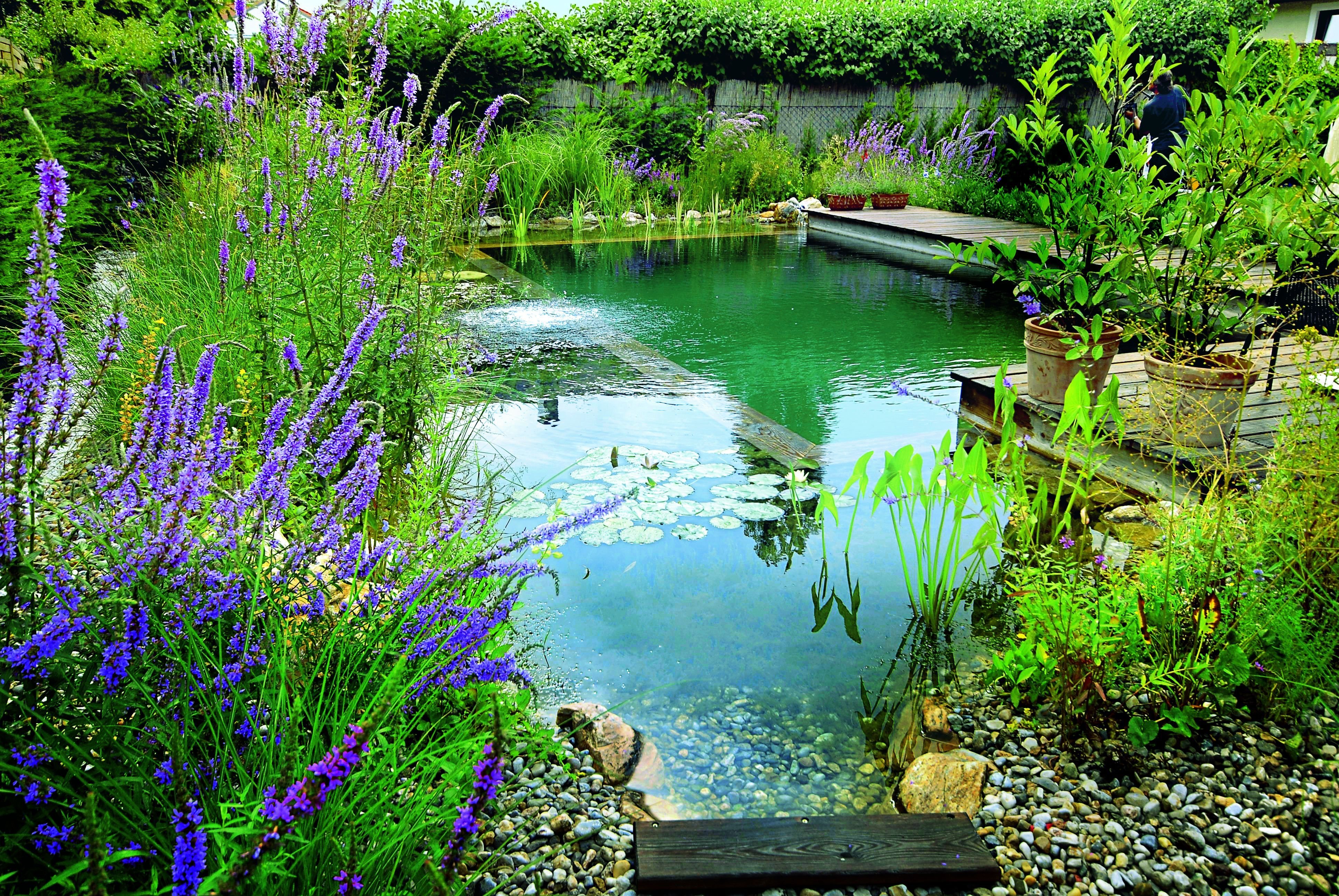 Искусственные природные сообщества пруд. Растения для биоплато. Биоплато для пруда. Растения для биоплато для пруда. Водоем в саду.