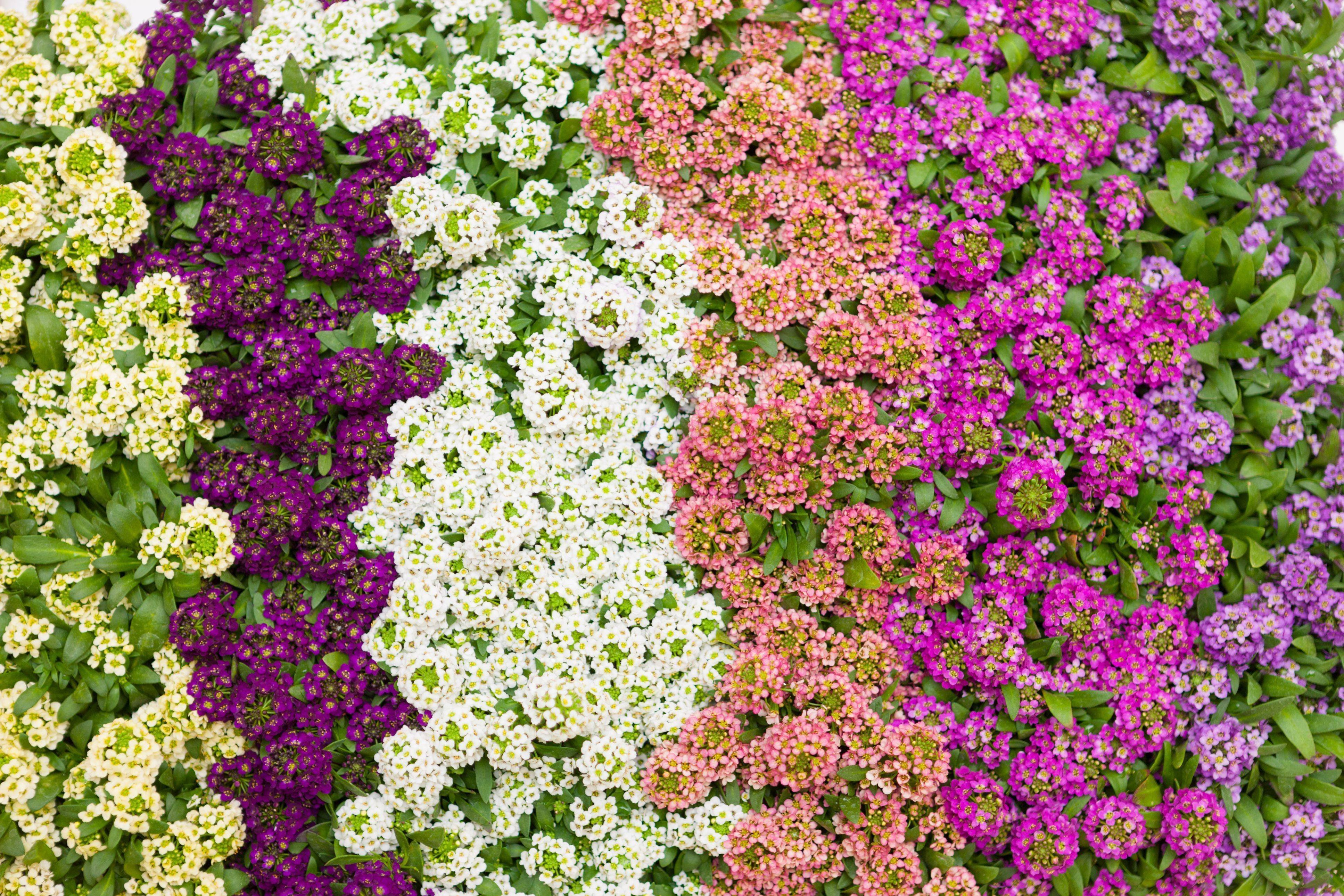 Мелкие цветы для сада фото и названия
