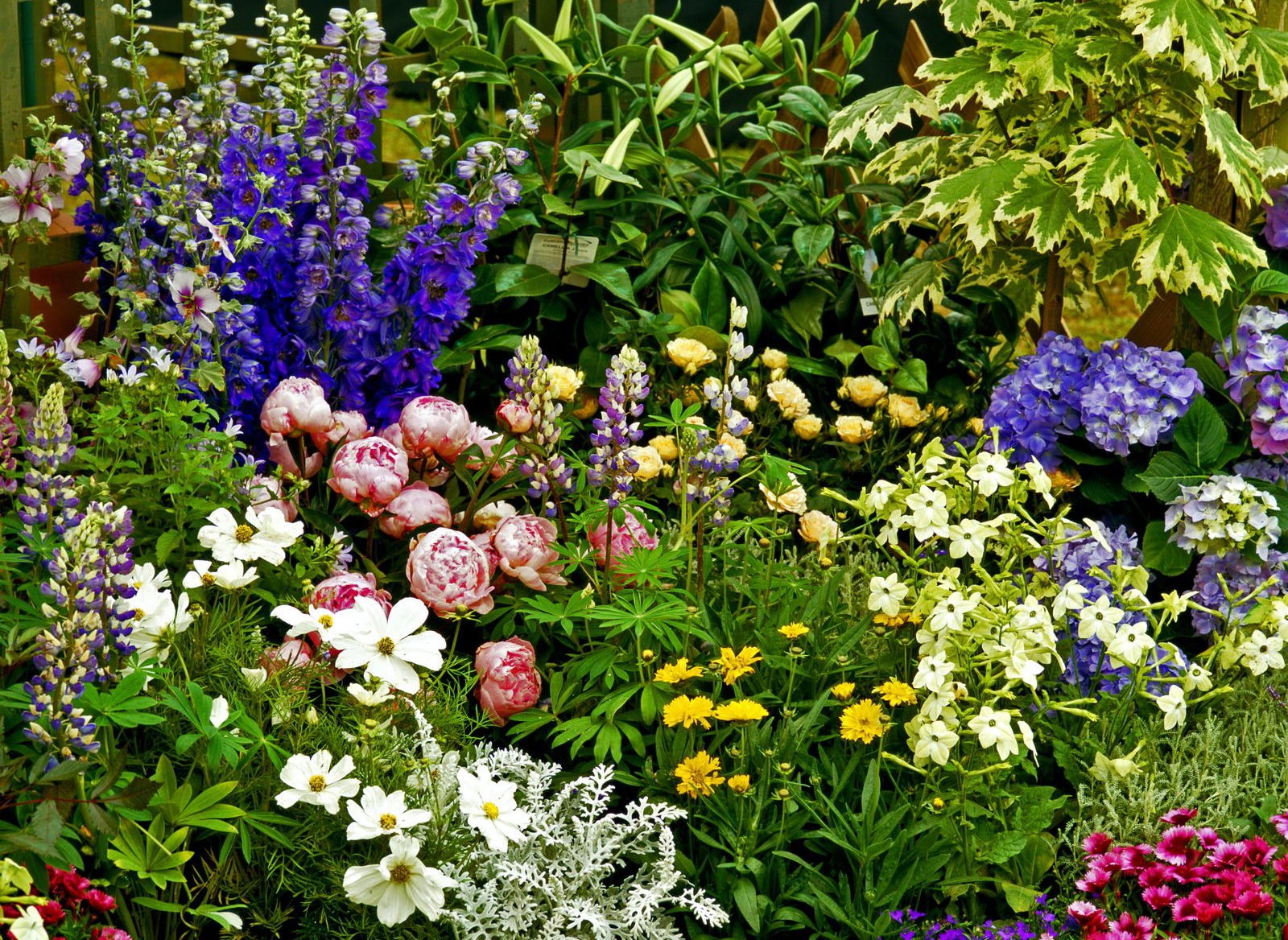 Красивые клумбы из многолетних цветов фото с названиями и описанием