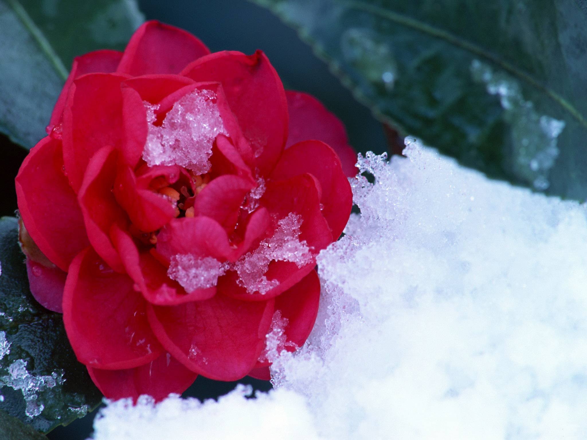 День рождения зимняя открытка. Зимние цветы. Цветы в снегу. Розы на снегу.