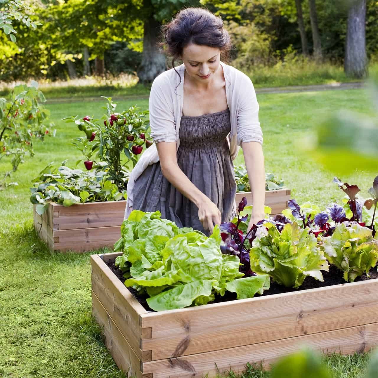 Уважаемый огород. Огород в палисаднике с Элис Фаулер. Красивый огород. Сад и огород. Огород на даче.