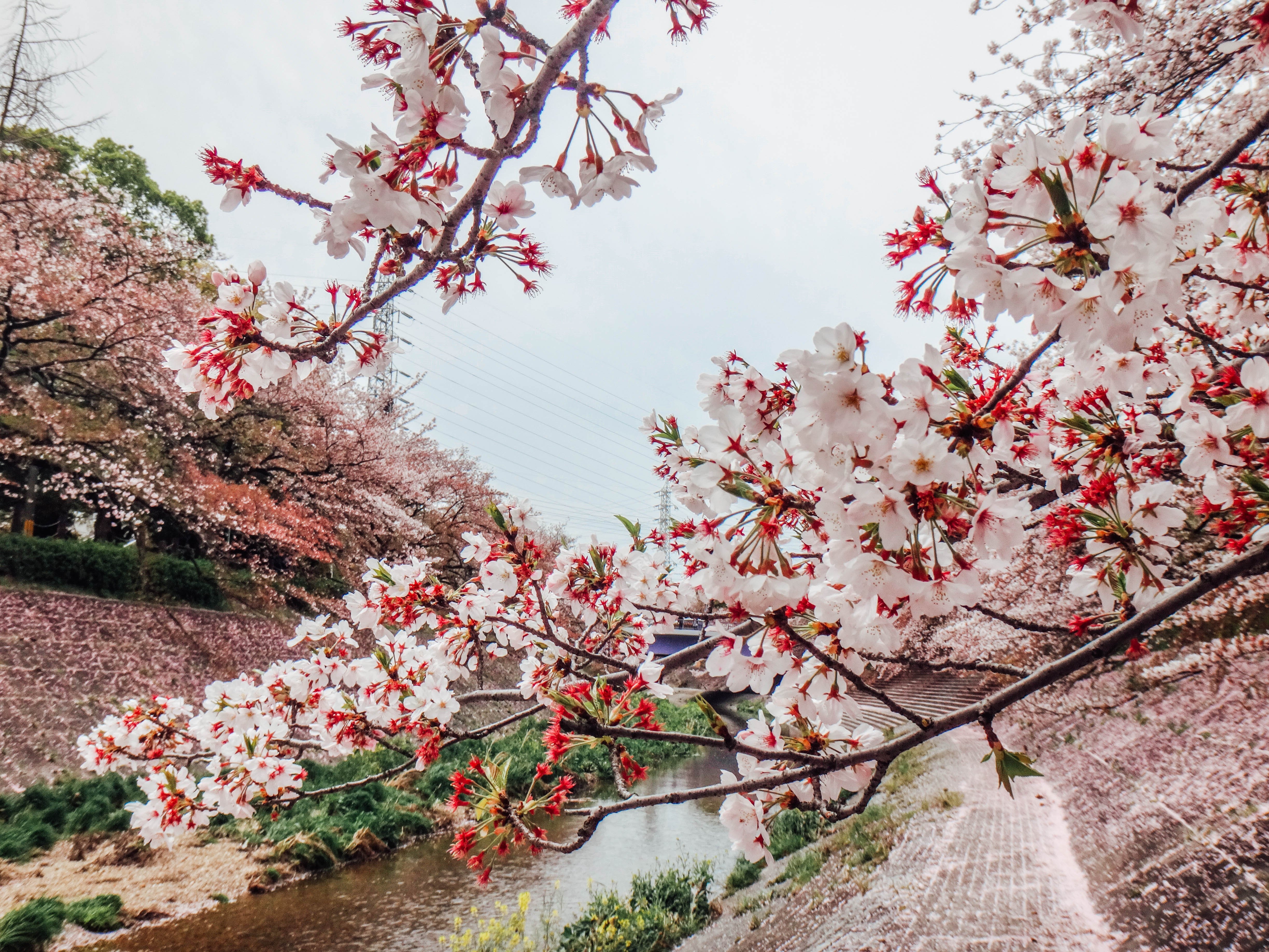 японская вишня сакура фото