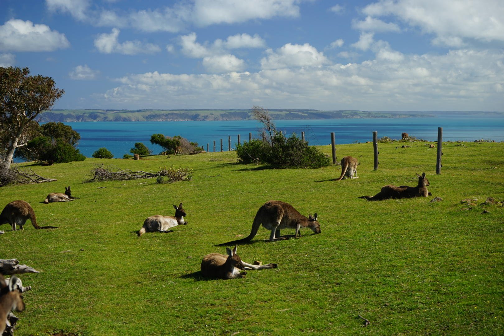 Отдых в австралии и океании. Остров кенгуру (залив сент-Винсент). Остров кенгуру в Австралии. Парк кенгуру в Австралии.