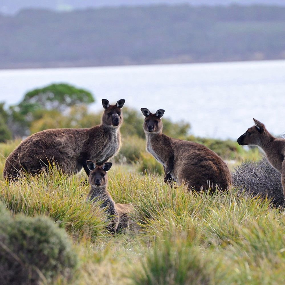Каких животных завезли в австралию. Остров кенгуру (залив сент-Винсент). Остров кенгуру в Австралии. Остров кенгуру Южная Австралия.